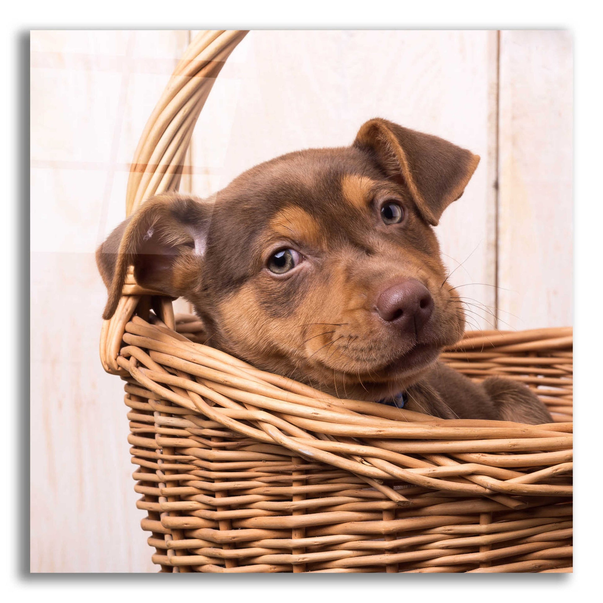 Epic Art 'Puppy in a Basket' by Edward M. Fielding, Acrylic Glass Wall Art