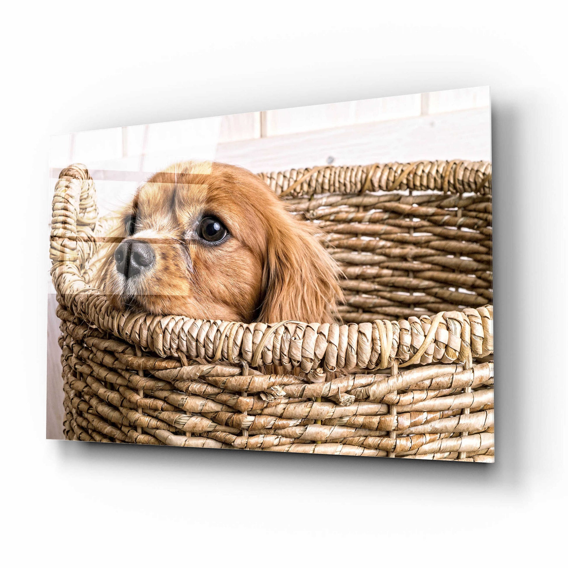 Epic Art 'Puppy in a Laundry Basket' by Edward M. Fielding, Acrylic Glass Wall Art,16x12