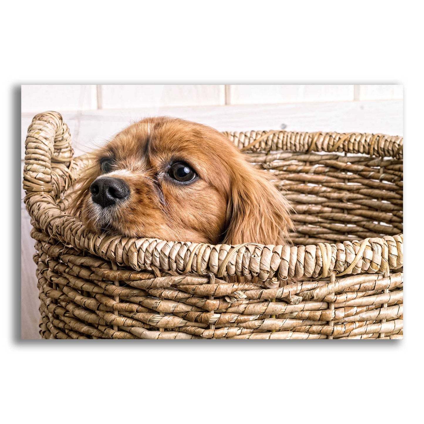 Epic Art 'Puppy in a Laundry Basket' by Edward M. Fielding, Acrylic Glass Wall Art,16x12