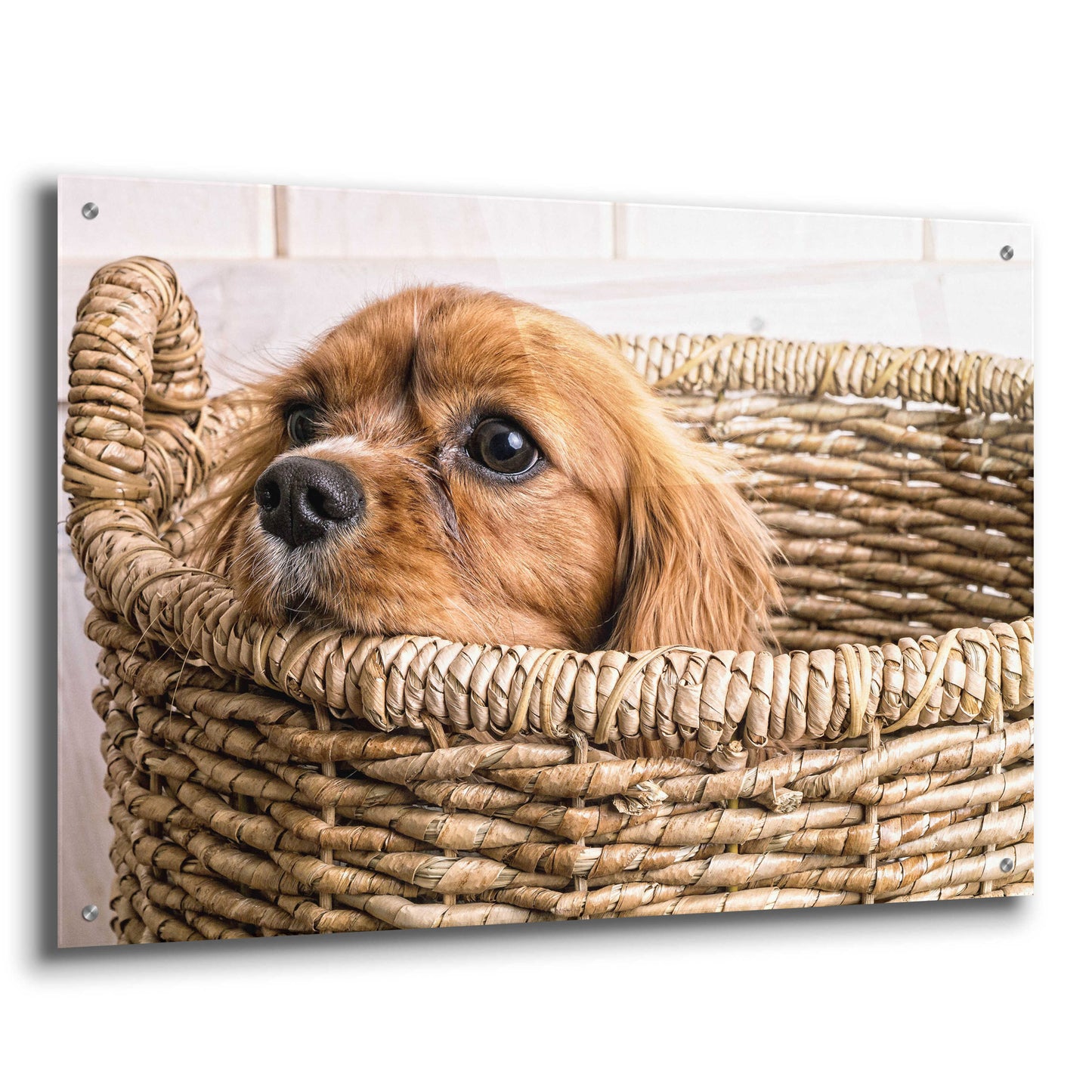 Epic Art 'Puppy in a Laundry Basket' by Edward M. Fielding, Acrylic Glass Wall Art,36x24