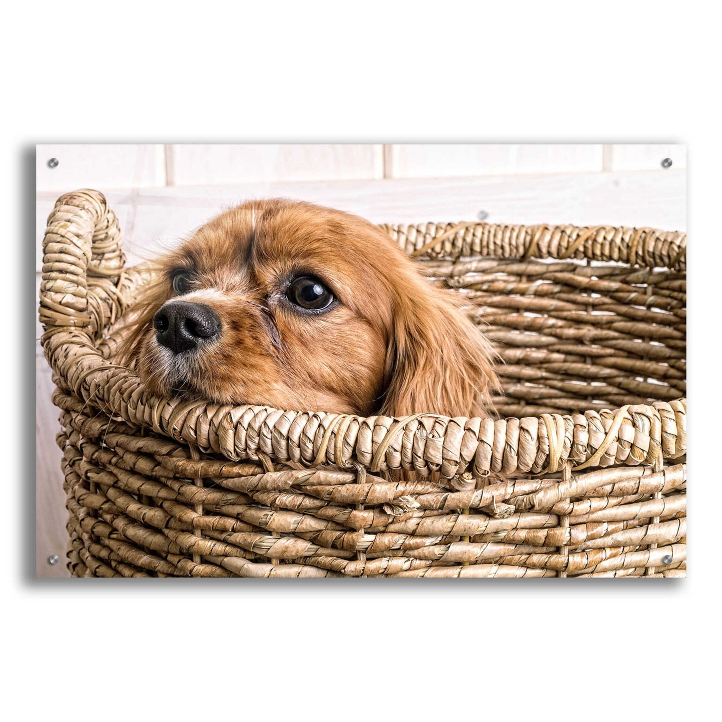 Epic Art 'Puppy in a Laundry Basket' by Edward M. Fielding, Acrylic Glass Wall Art,36x24