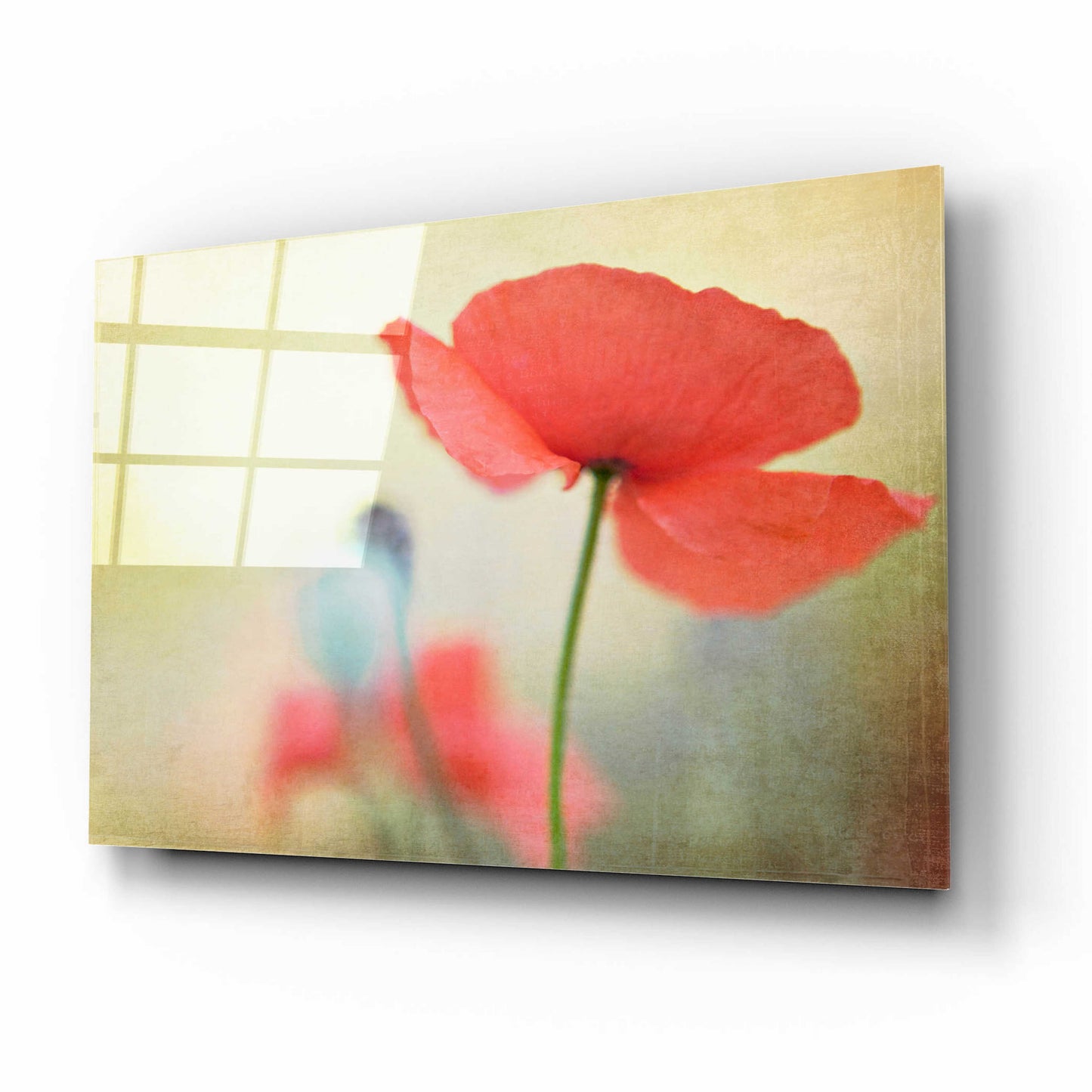 Epic Art 'Poppy' by Kim Fearheiley, Acrylic Glass Wall Art,16x12