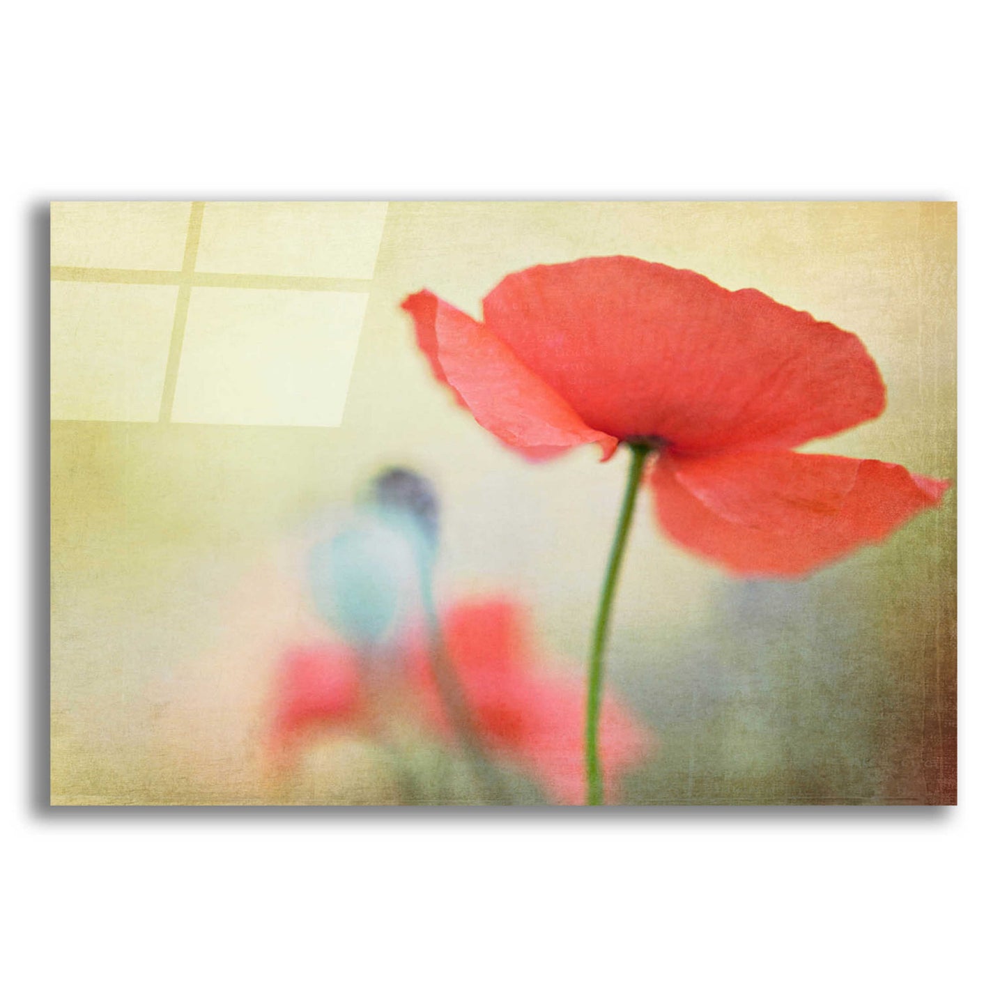 Epic Art 'Poppy' by Kim Fearheiley, Acrylic Glass Wall Art,16x12