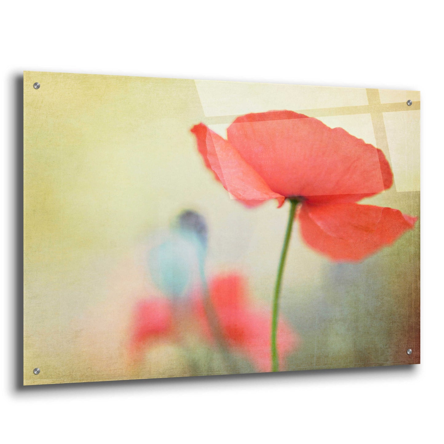 Epic Art 'Poppy' by Kim Fearheiley, Acrylic Glass Wall Art,36x24