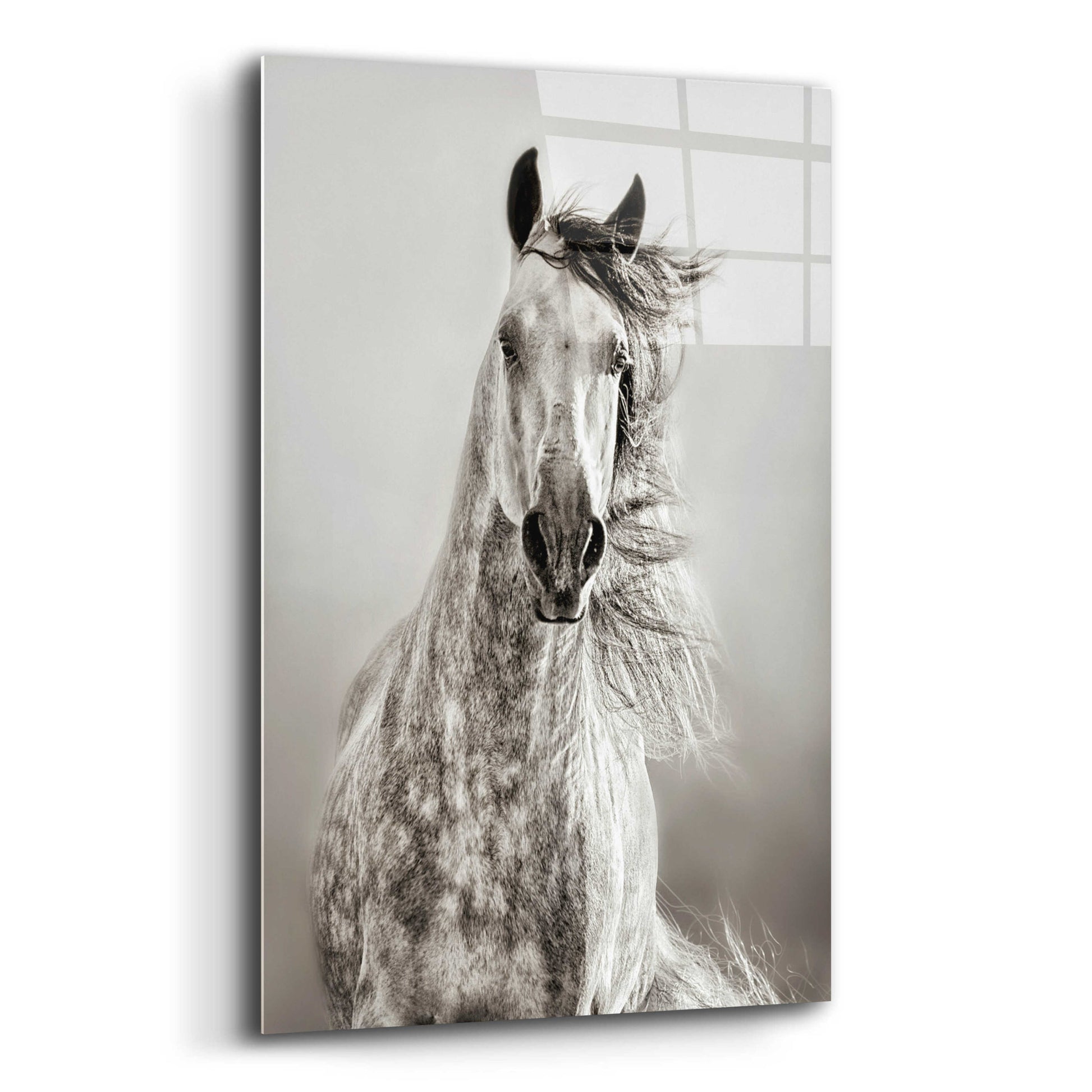 Epic Art 'Caballo de Andaluz' by Lisa Dearing, Acrylic Glass Wall Art,12x16