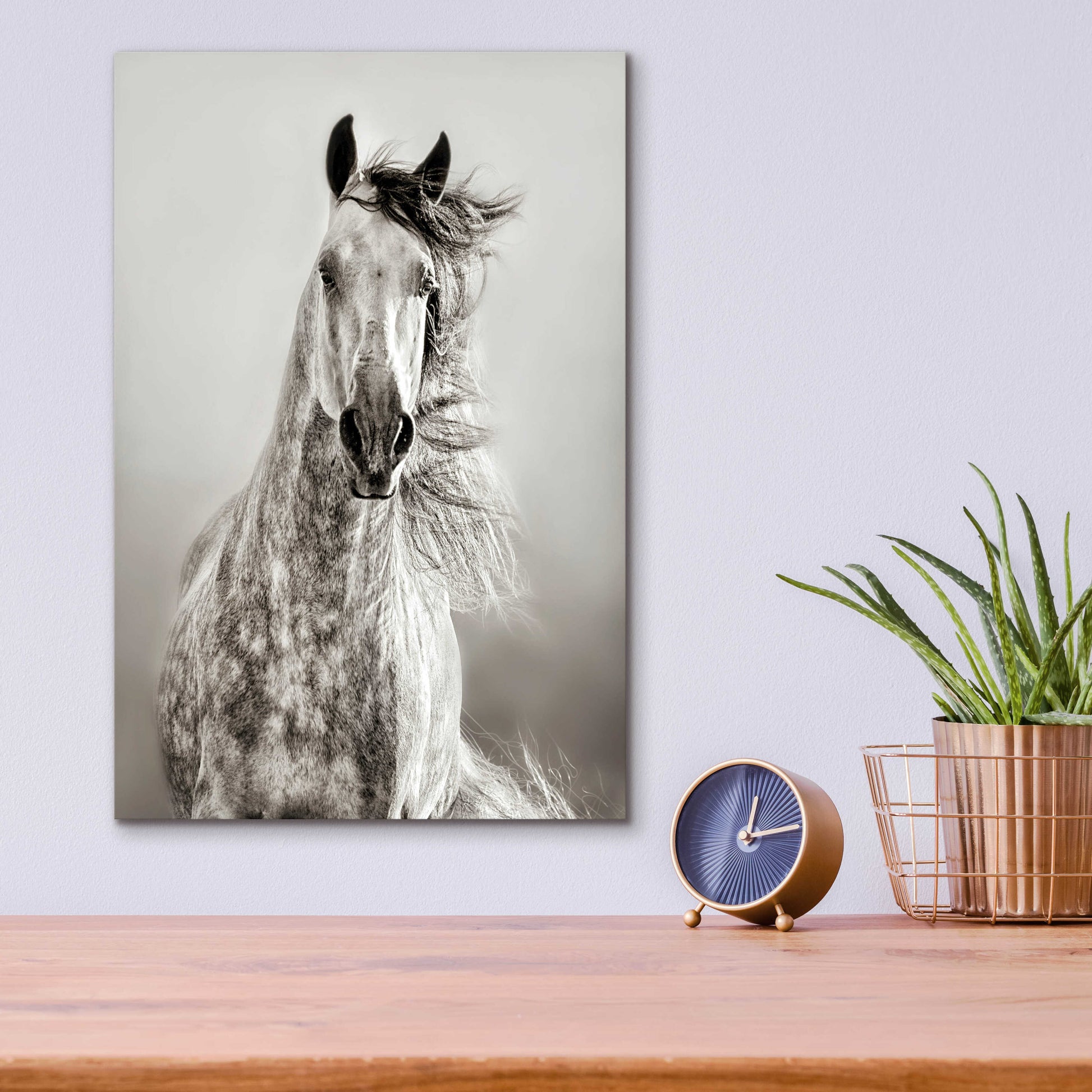 Epic Art 'Caballo de Andaluz' by Lisa Dearing, Acrylic Glass Wall Art,12x16