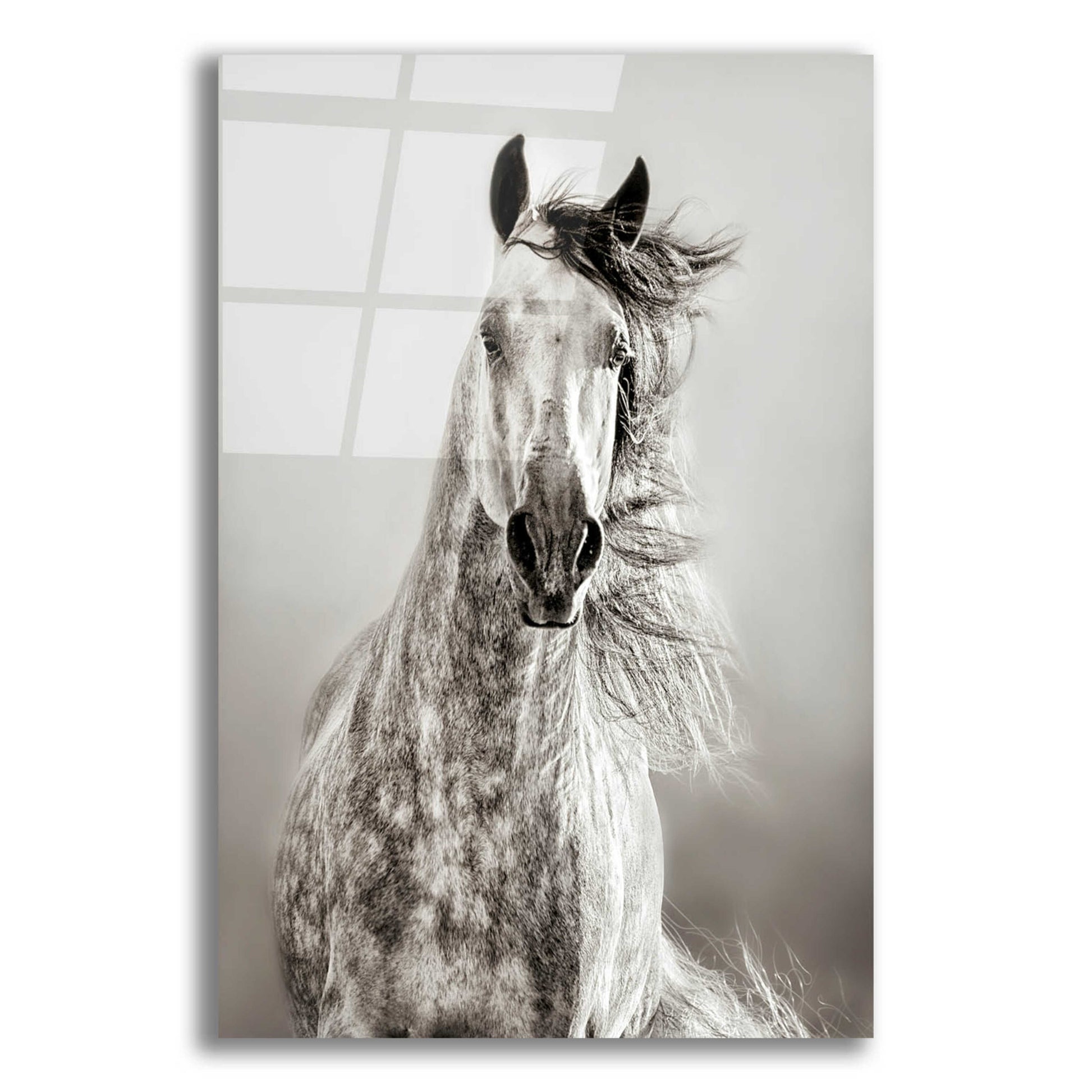 Epic Art 'Caballo de Andaluz' by Lisa Dearing, Acrylic Glass Wall Art,12x16