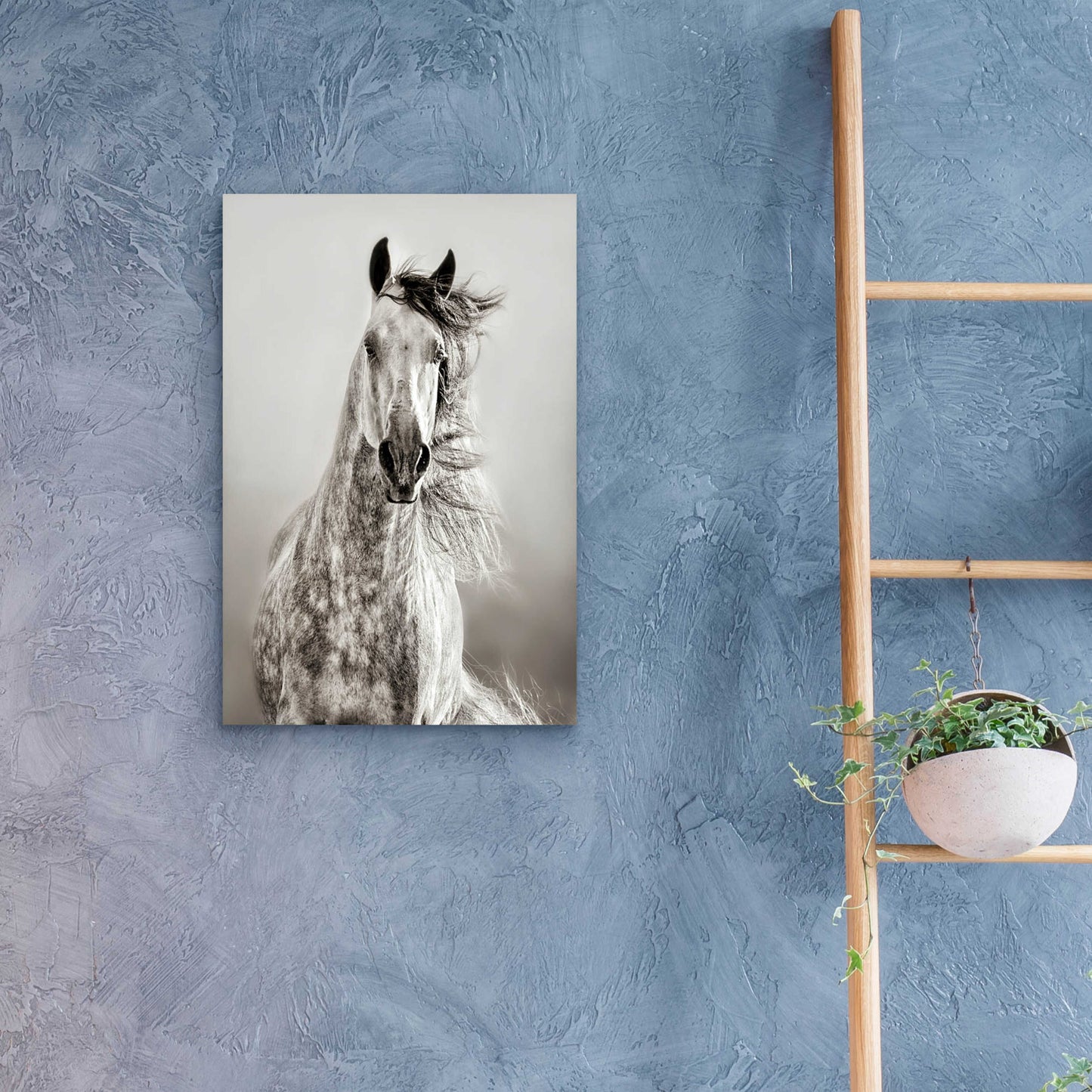 Epic Art 'Caballo de Andaluz' by Lisa Dearing, Acrylic Glass Wall Art,16x24