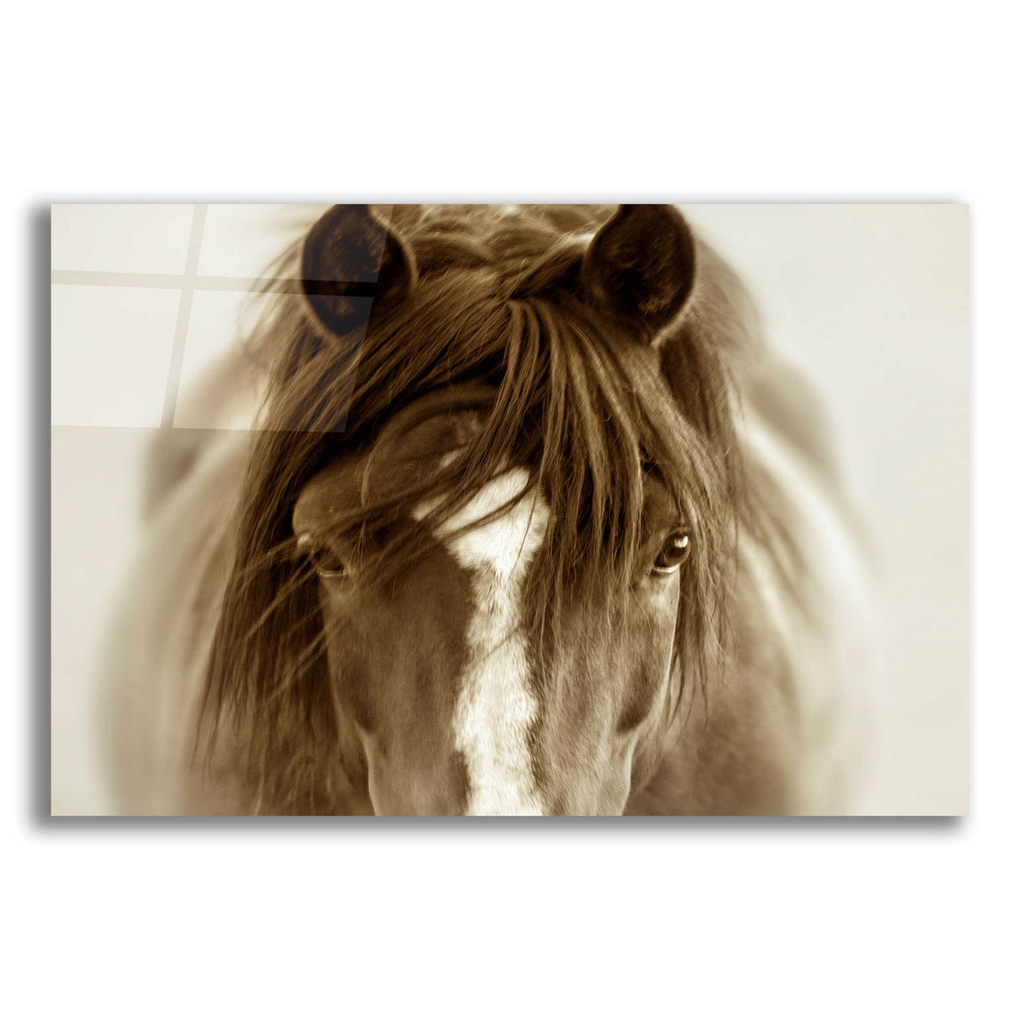 Epic Art 'Ghost Horse' by Lisa Dearing, Acrylic Glass Wall Art,16x12