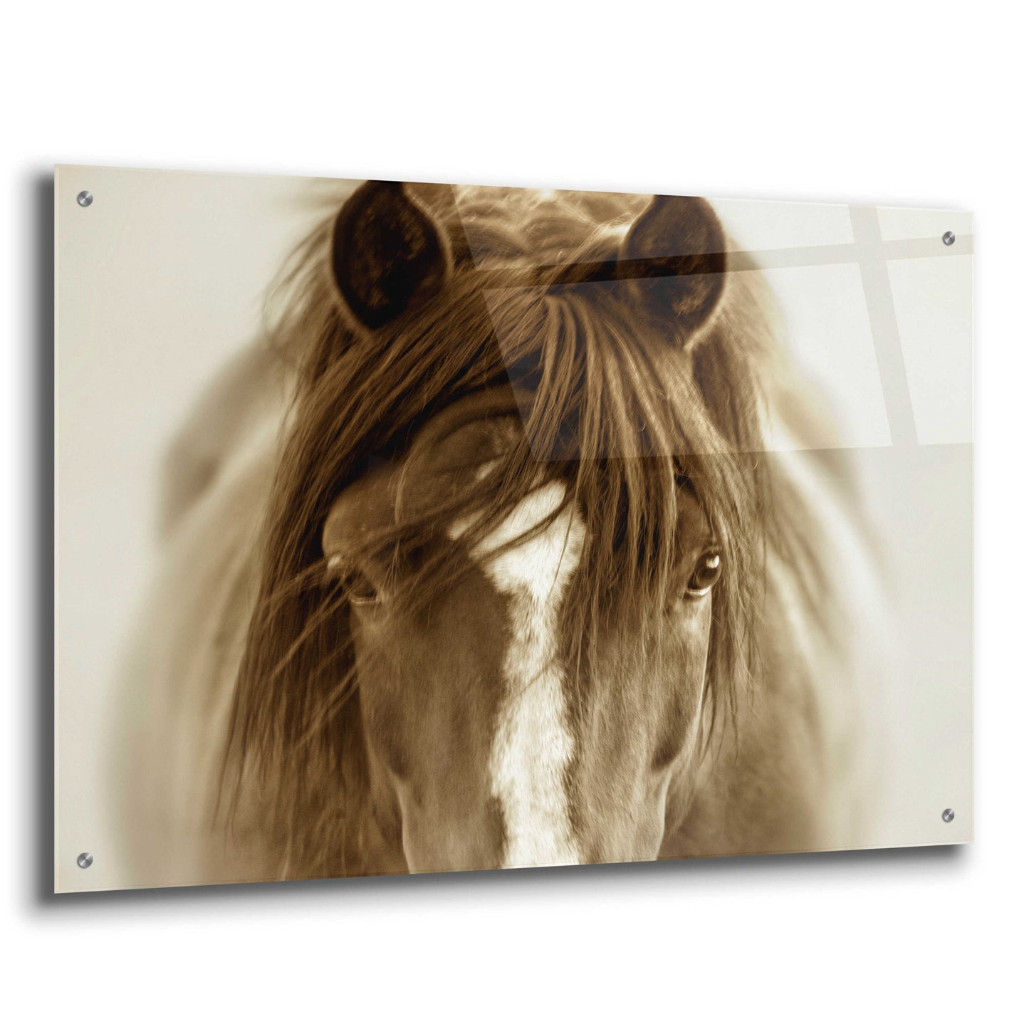 Epic Art 'Ghost Horse' by Lisa Dearing, Acrylic Glass Wall Art,36x24