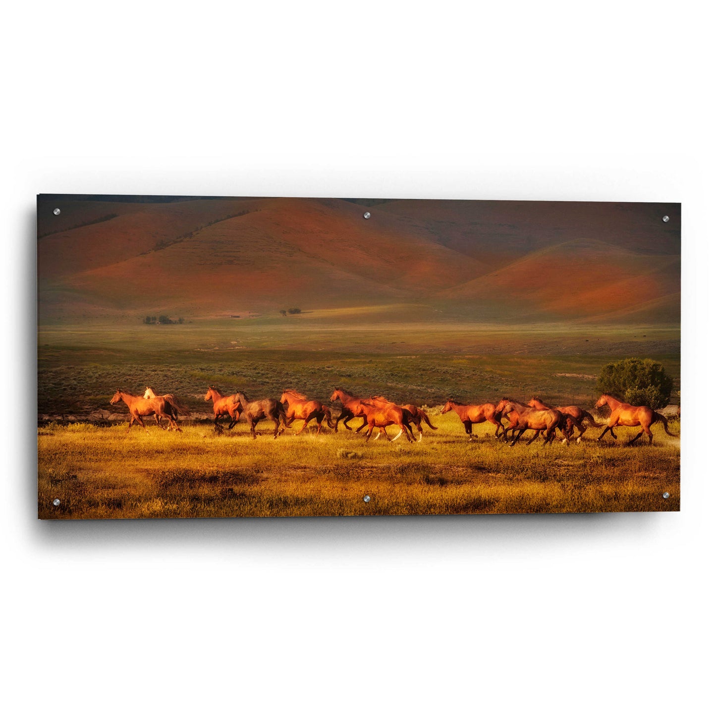 Epic Art 'Montana Dreaming' by Lisa Dearing, Acrylic Glass Wall Art,48x24