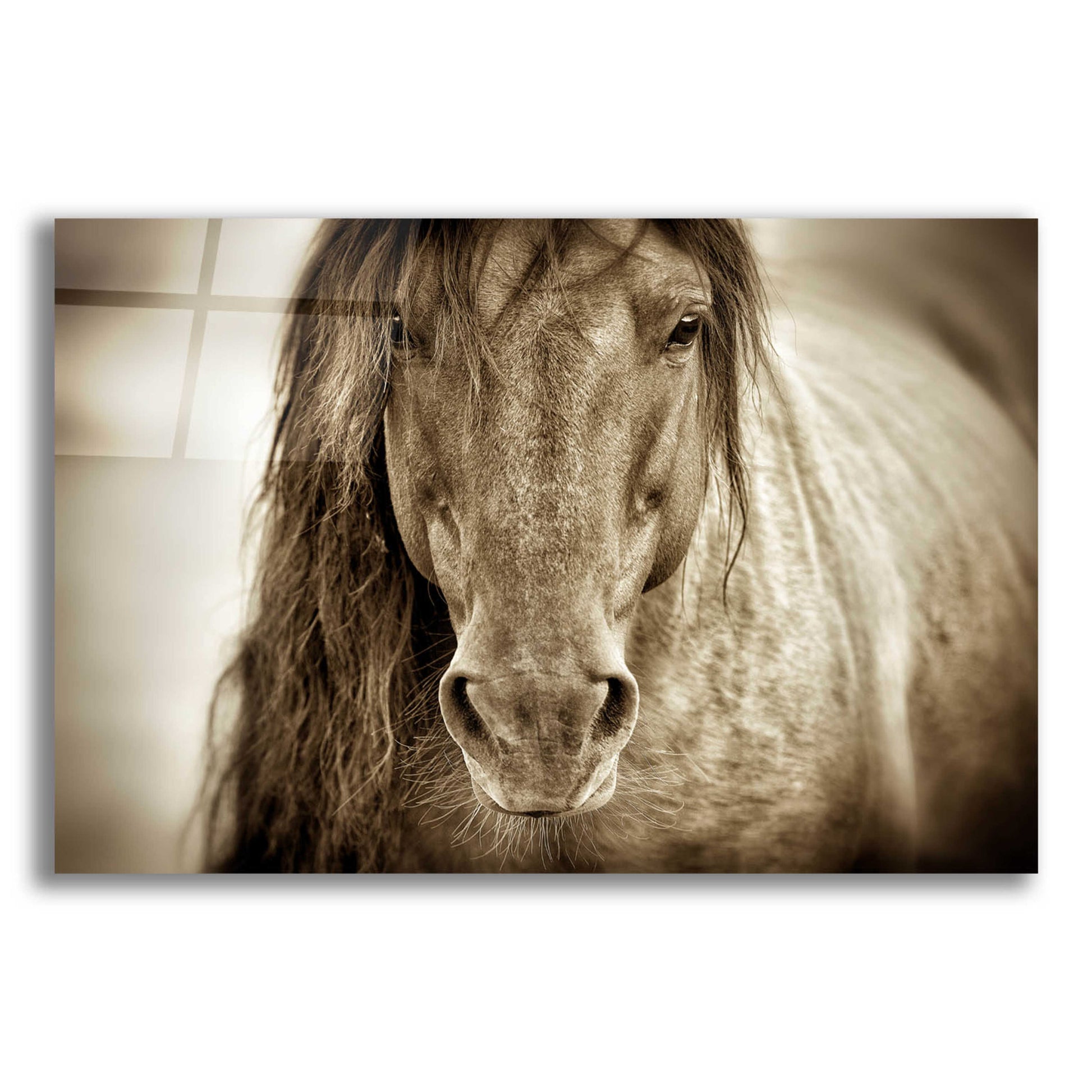 Epic Art 'Mustang Sally' by Lisa Dearing, Acrylic Glass Wall Art,16x12