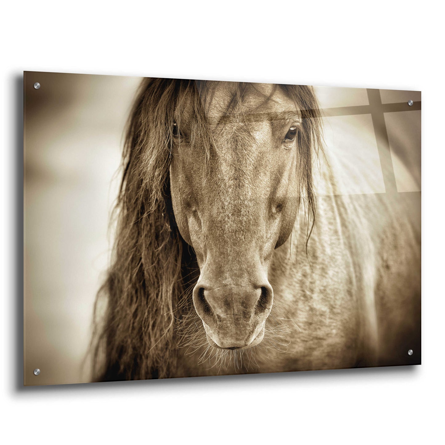 Epic Art 'Mustang Sally' by Lisa Dearing, Acrylic Glass Wall Art,36x24