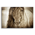 Epic Art 'Mustang Sally' by Lisa Dearing, Acrylic Glass Wall Art