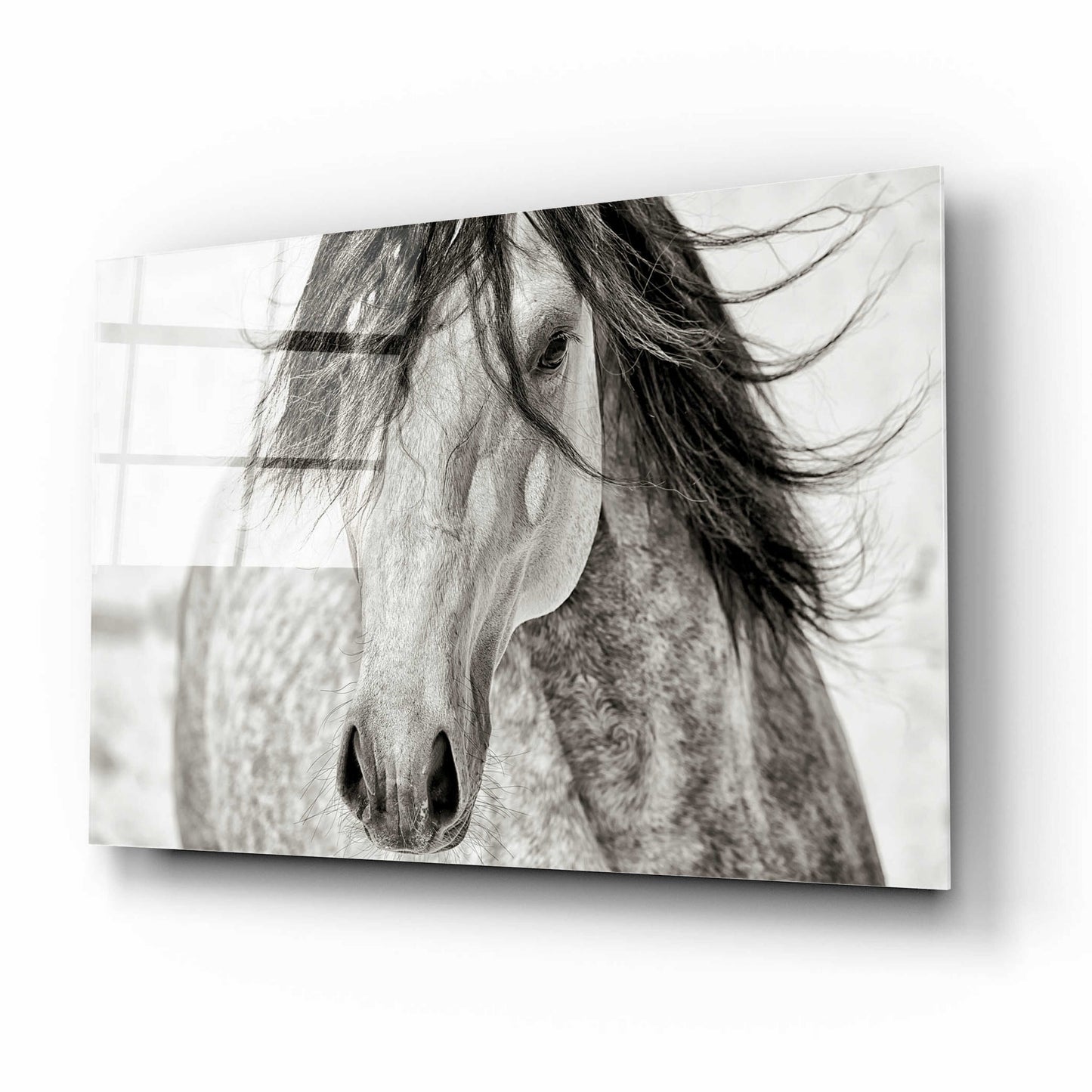 Epic Art 'My Beautiful Mane' by Lisa Dearing, Acrylic Glass Wall Art,16x12