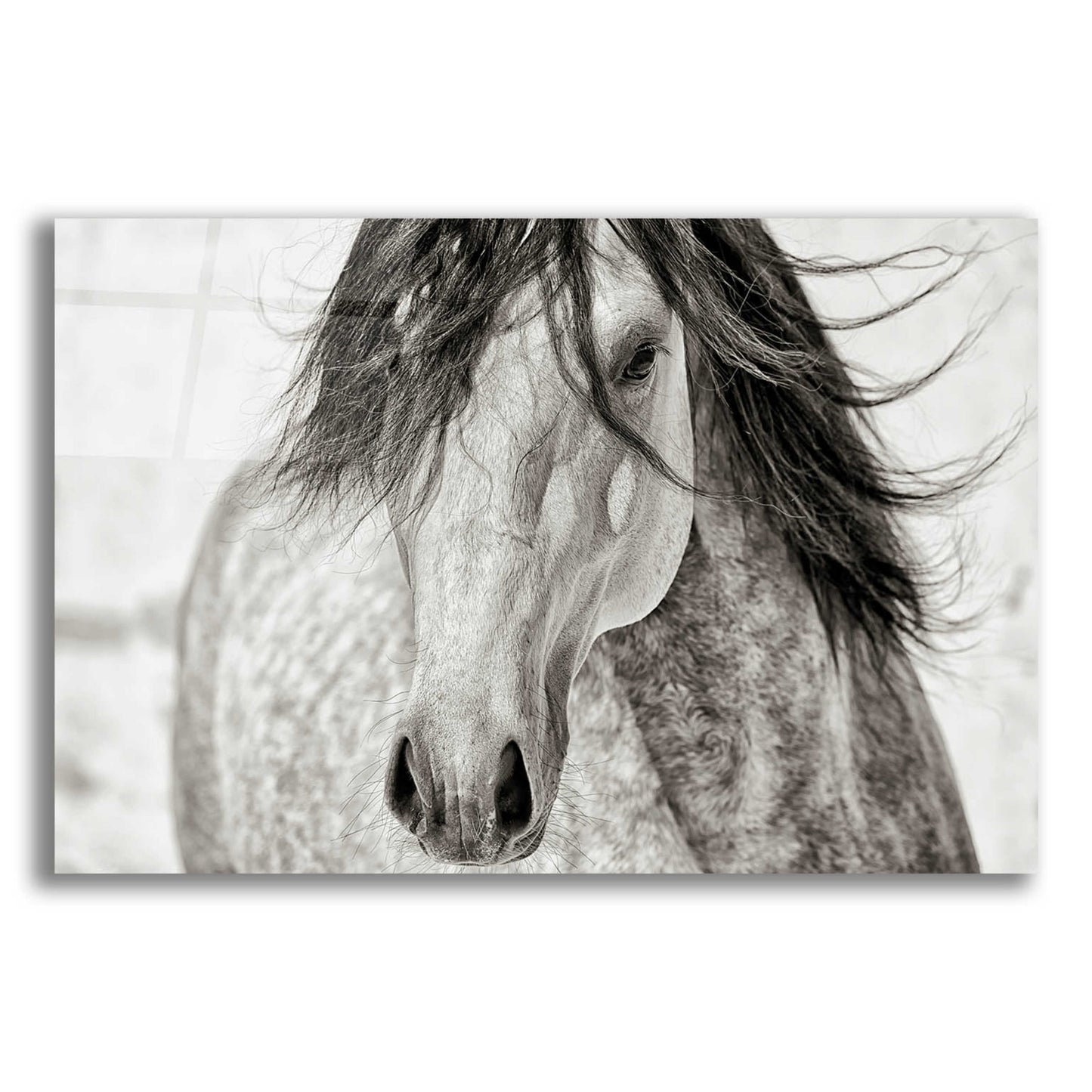 Epic Art 'My Beautiful Mane' by Lisa Dearing, Acrylic Glass Wall Art,16x12