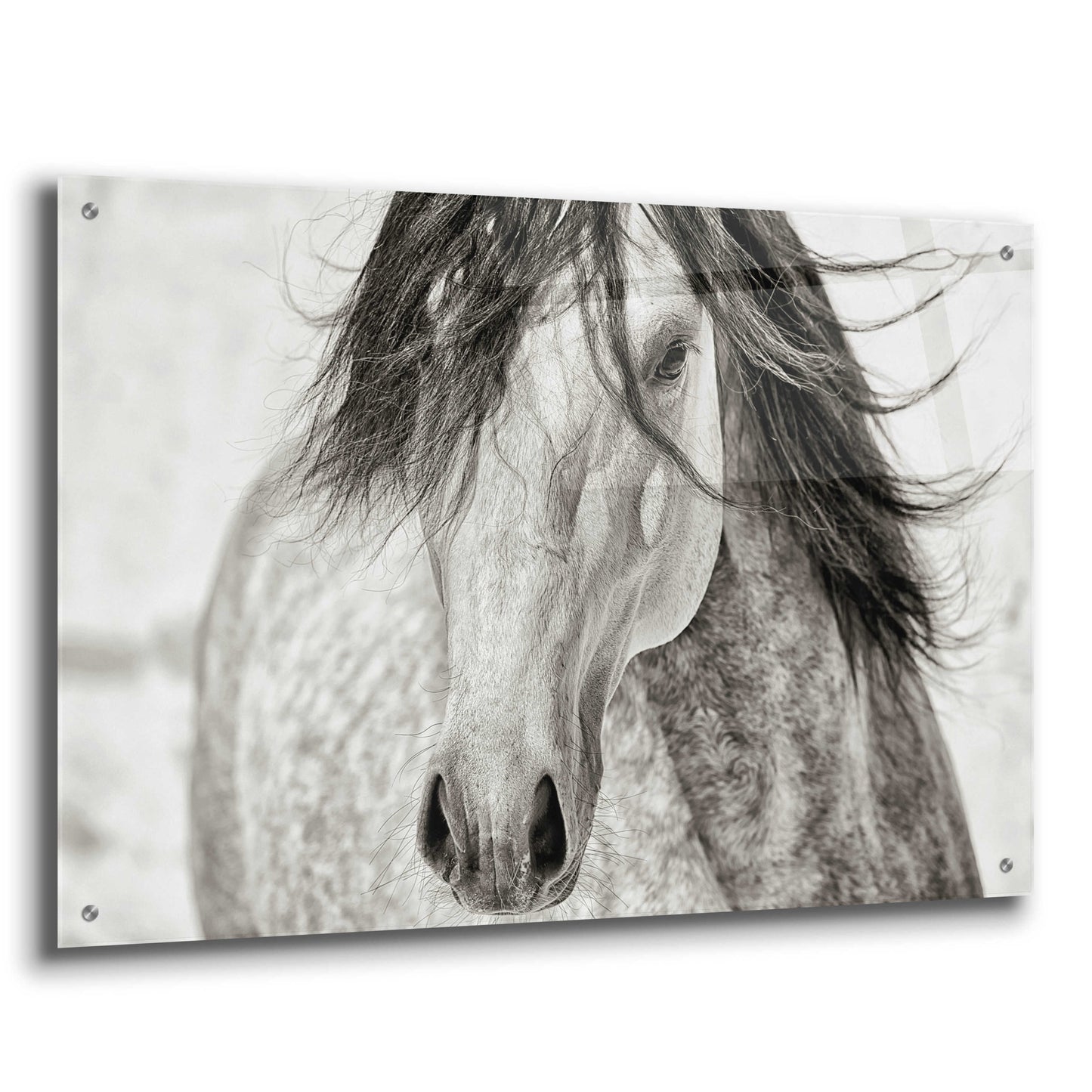 Epic Art 'My Beautiful Mane' by Lisa Dearing, Acrylic Glass Wall Art,36x24