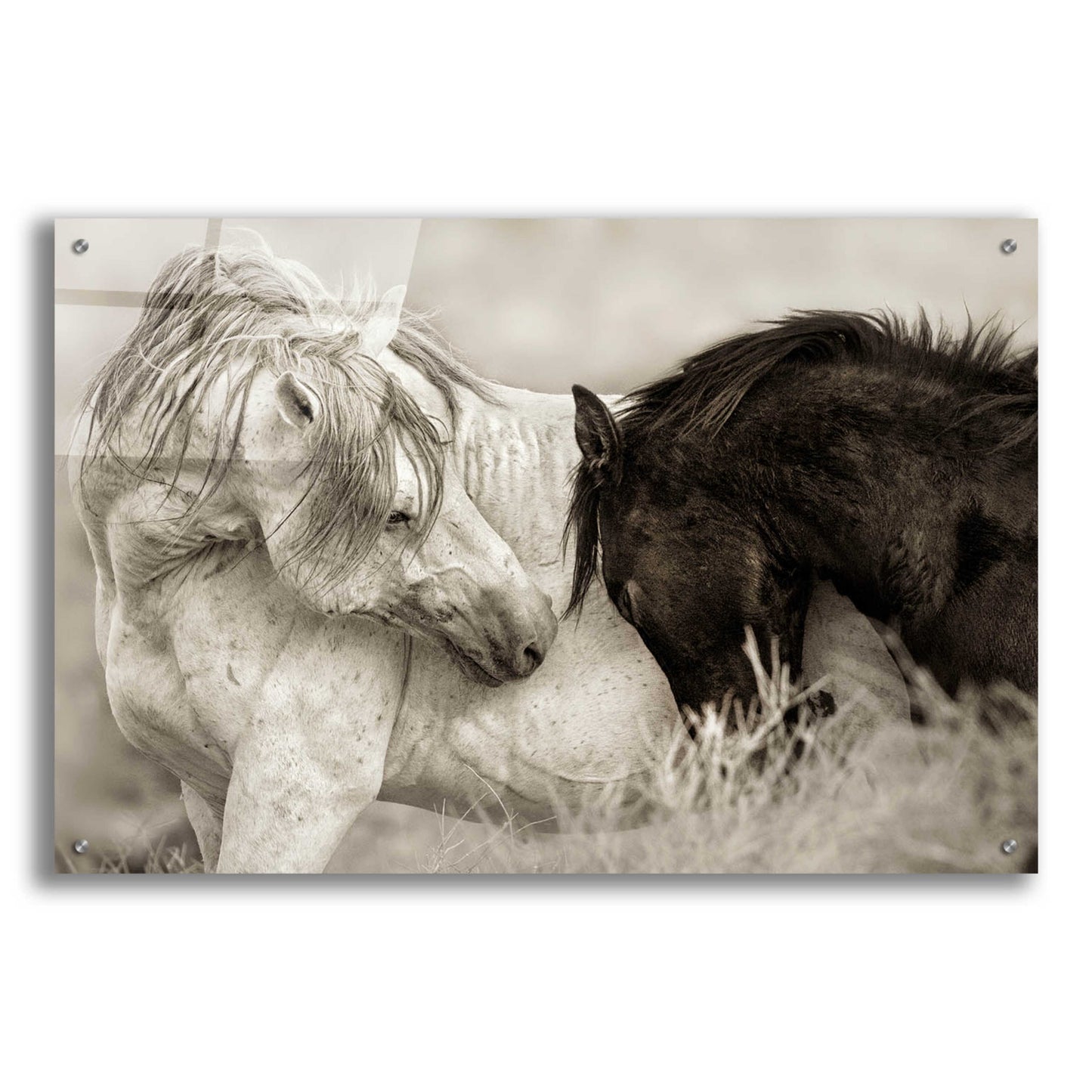 Epic Art 'The Long Goodbye' by Lisa Dearing, Acrylic Glass Wall Art,36x24