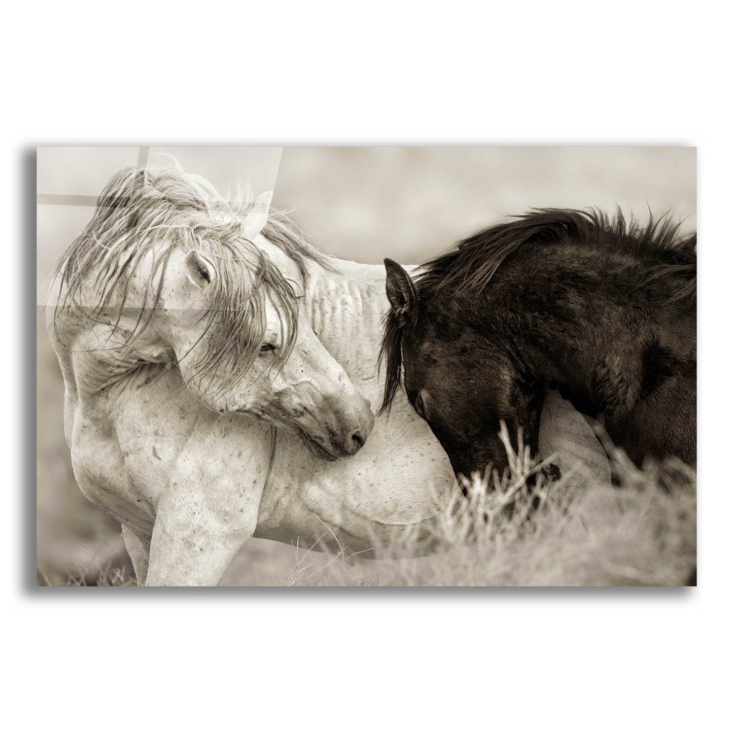 Epic Art 'The Long Goodbye' by Lisa Dearing, Acrylic Glass Wall Art