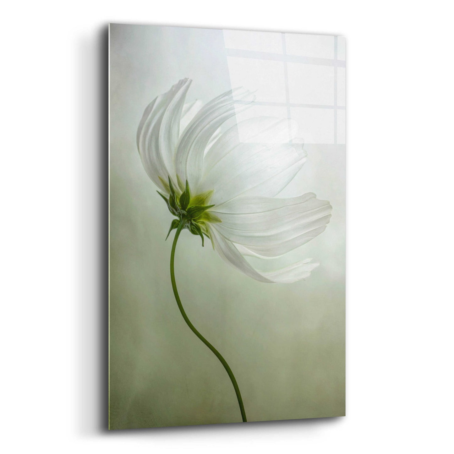 Epic Art 'Cosmos Charisma' by Mandy Disher, Acrylic Glass Wall Art,12x16