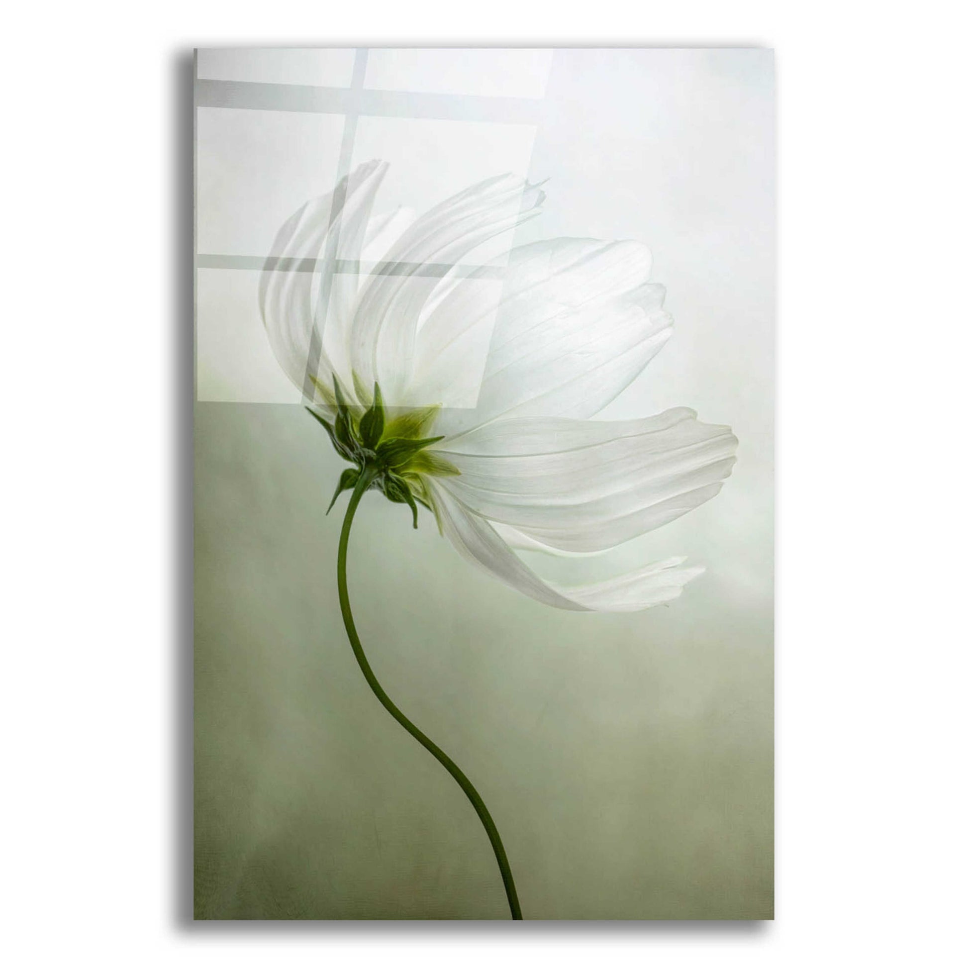 Epic Art 'Cosmos Charisma' by Mandy Disher, Acrylic Glass Wall Art,12x16