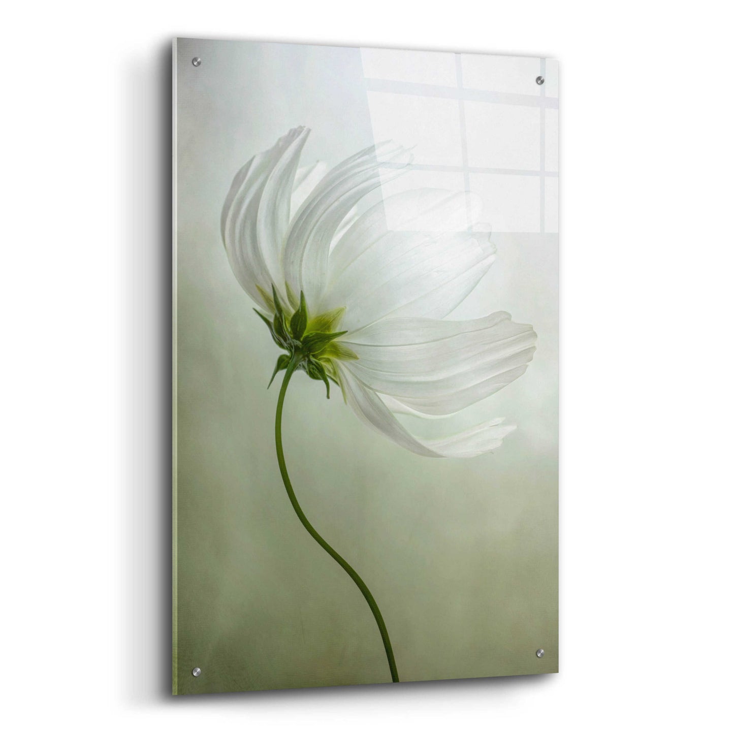 Epic Art 'Cosmos Charisma' by Mandy Disher, Acrylic Glass Wall Art,24x36