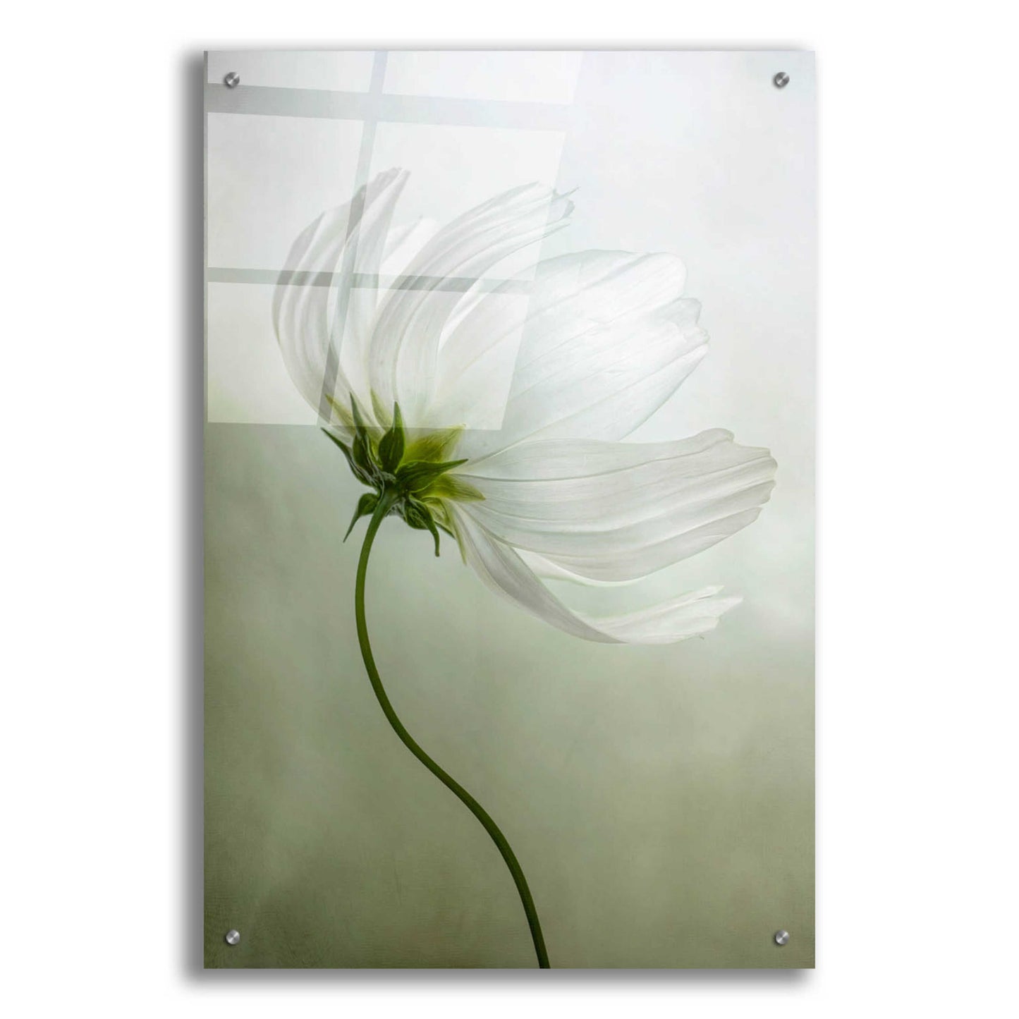 Epic Art 'Cosmos Charisma' by Mandy Disher, Acrylic Glass Wall Art,24x36