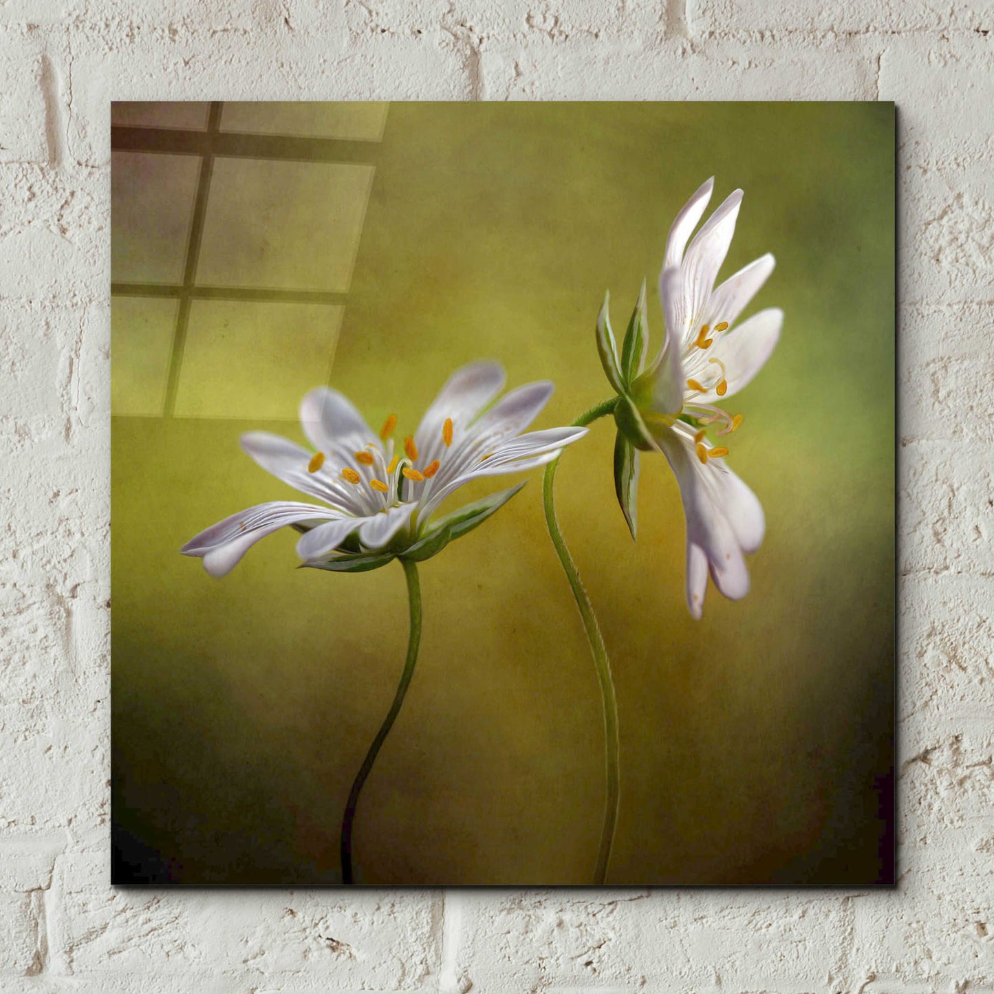 Epic Art 'Echo' by Mandy Disher, Acrylic Glass Wall Art,12x12