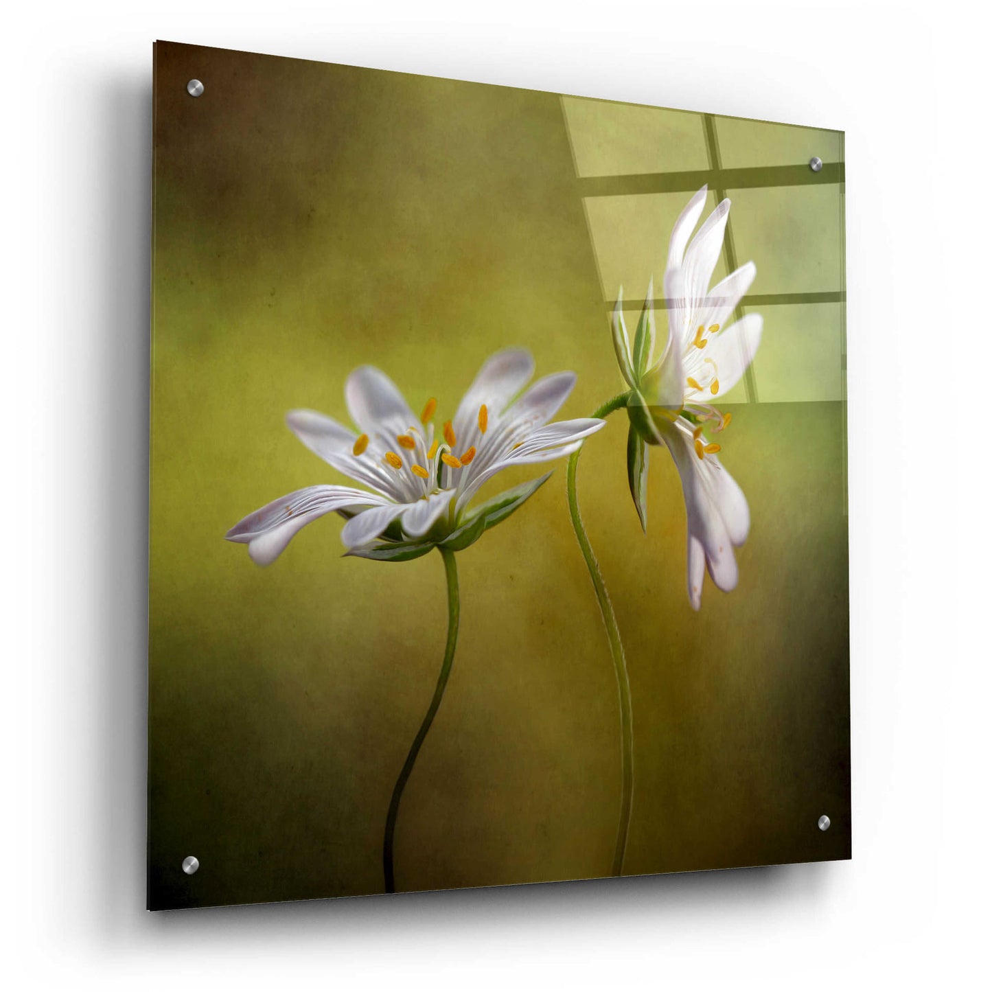 Epic Art 'Echo' by Mandy Disher, Acrylic Glass Wall Art,24x24