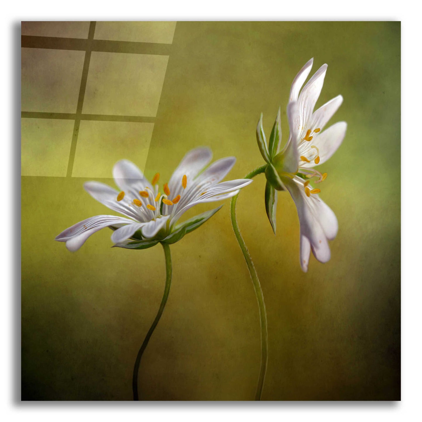 Epic Art 'Echo' by Mandy Disher, Acrylic Glass Wall Art