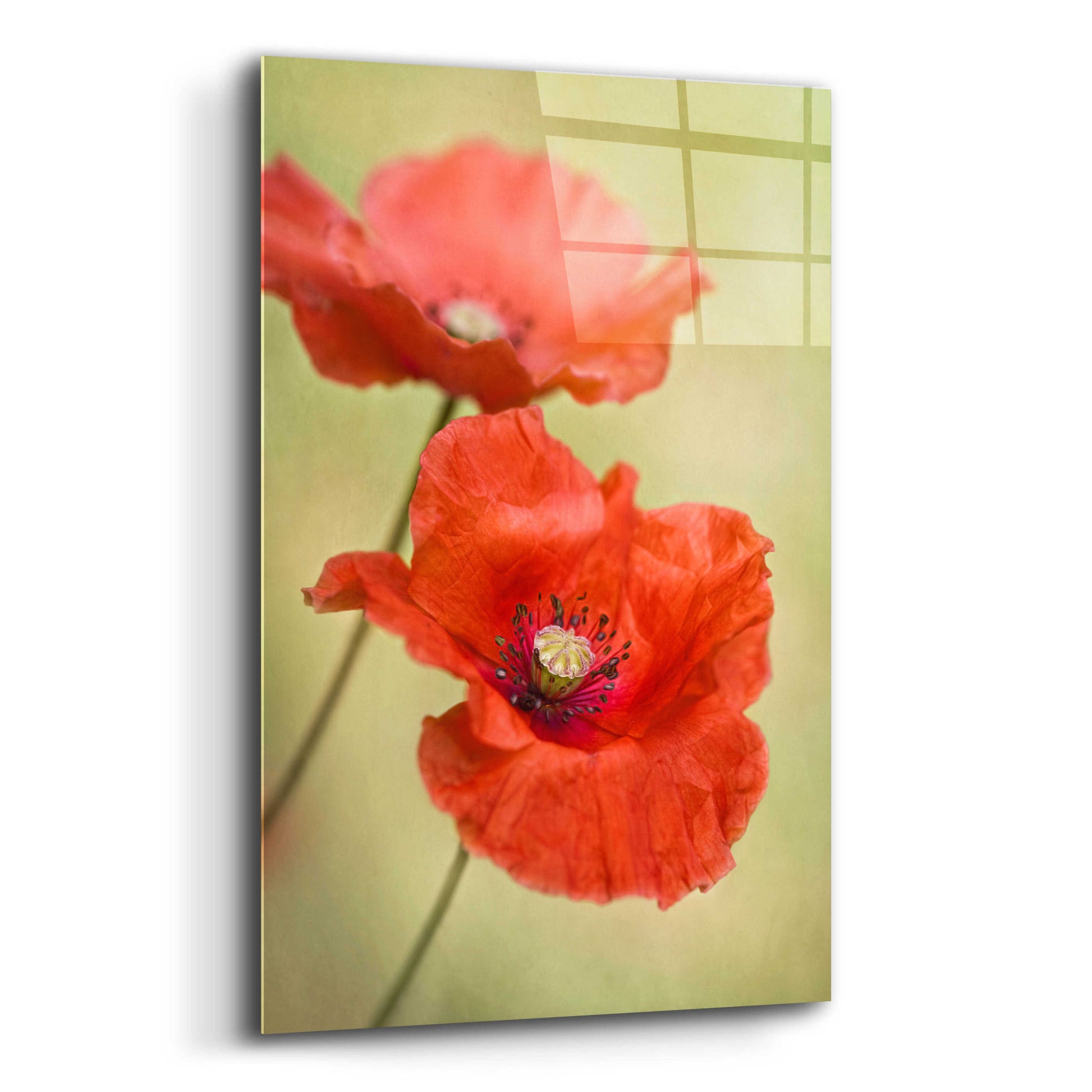 Epic Art 'Papaver Passion' by Mandy Disher, Acrylic Glass Wall Art,12x16