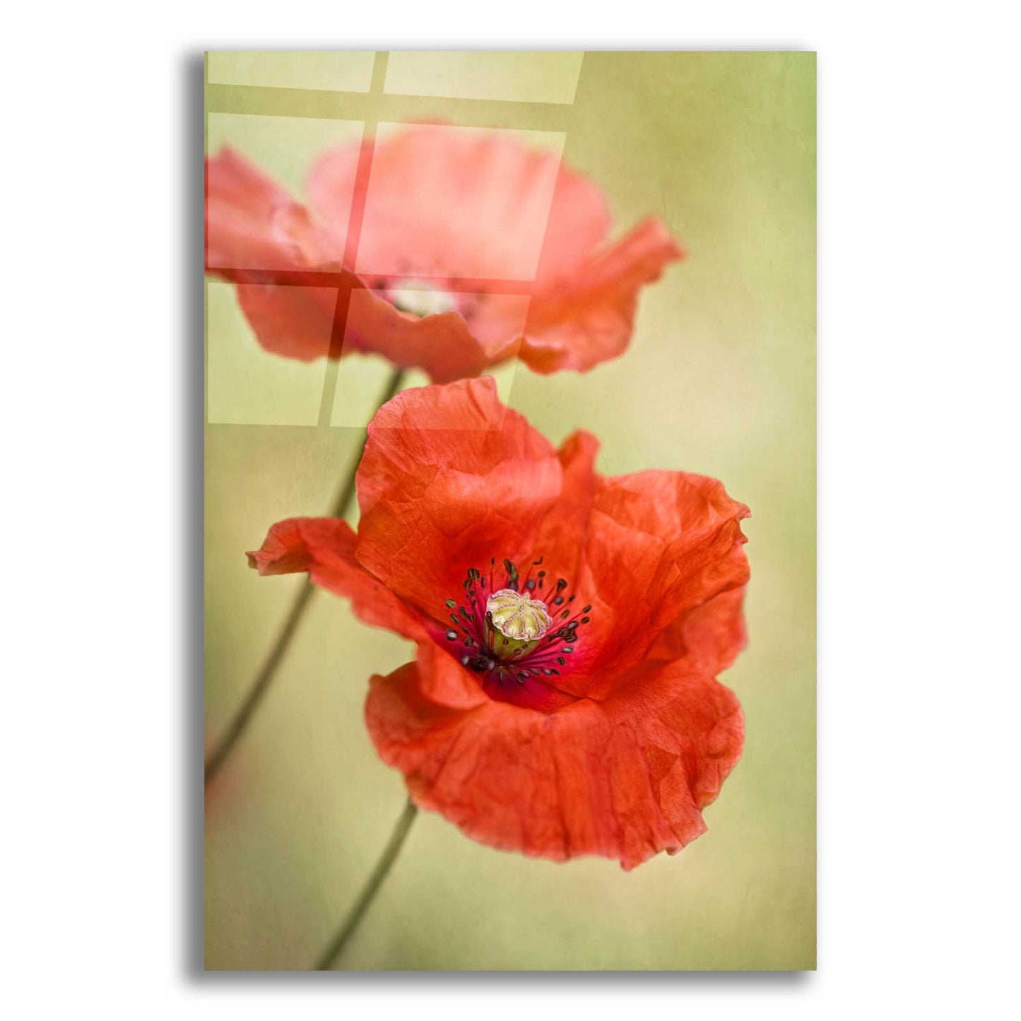 Epic Art 'Papaver Passion' by Mandy Disher, Acrylic Glass Wall Art,12x16