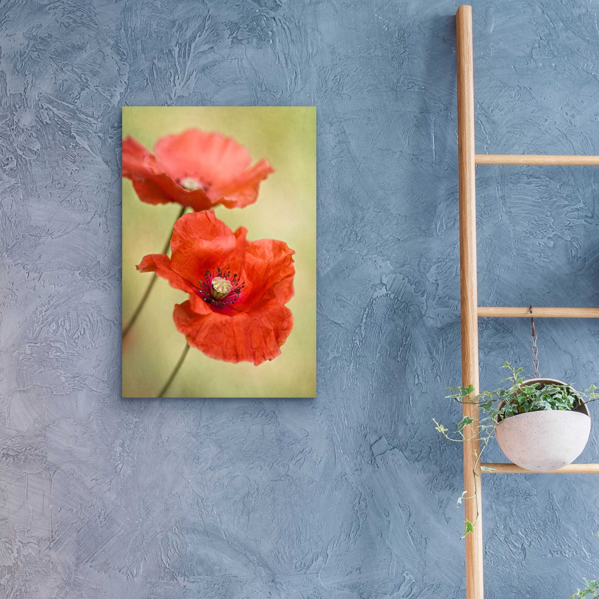 Epic Art 'Papaver Passion' by Mandy Disher, Acrylic Glass Wall Art,16x24