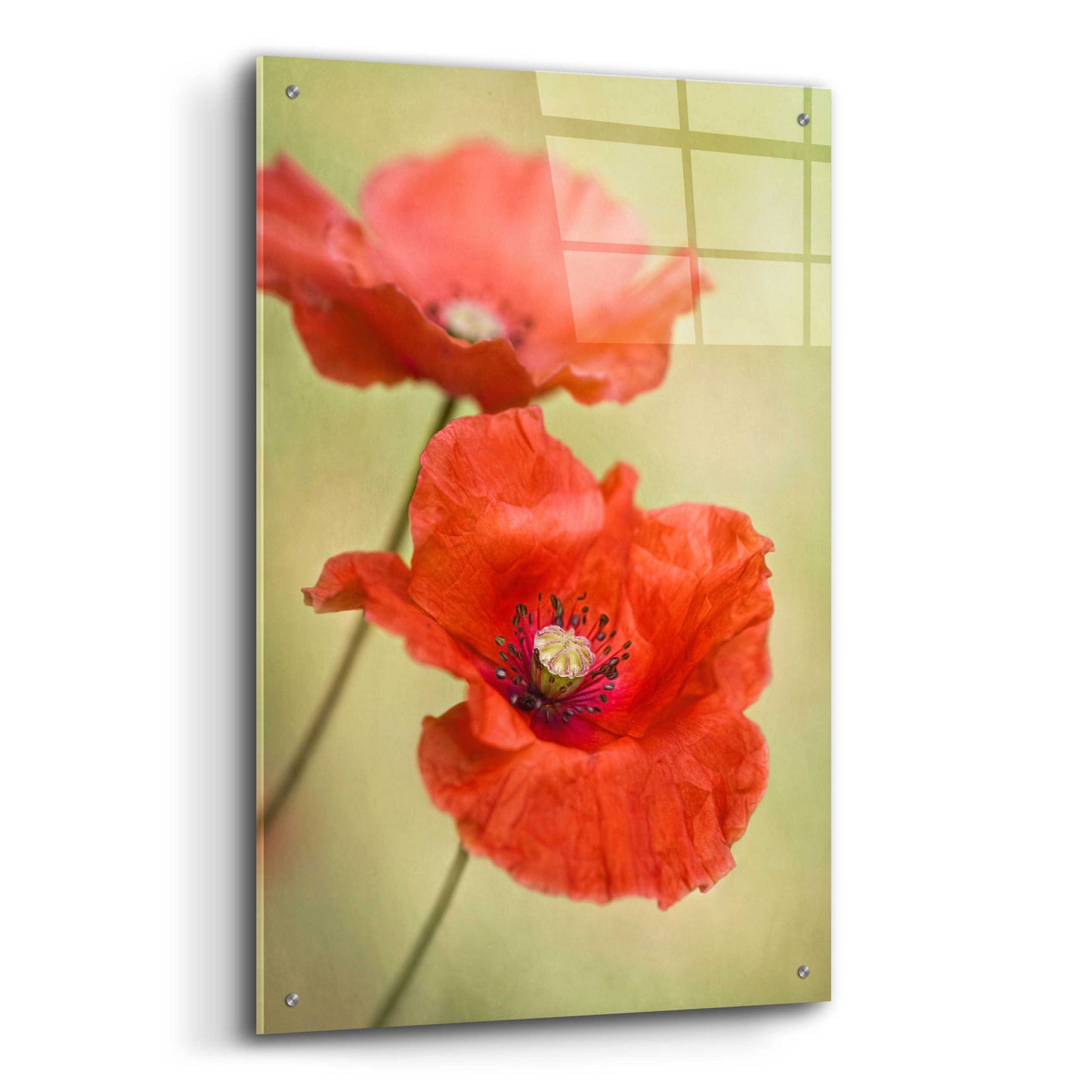 Epic Art 'Papaver Passion' by Mandy Disher, Acrylic Glass Wall Art,24x36