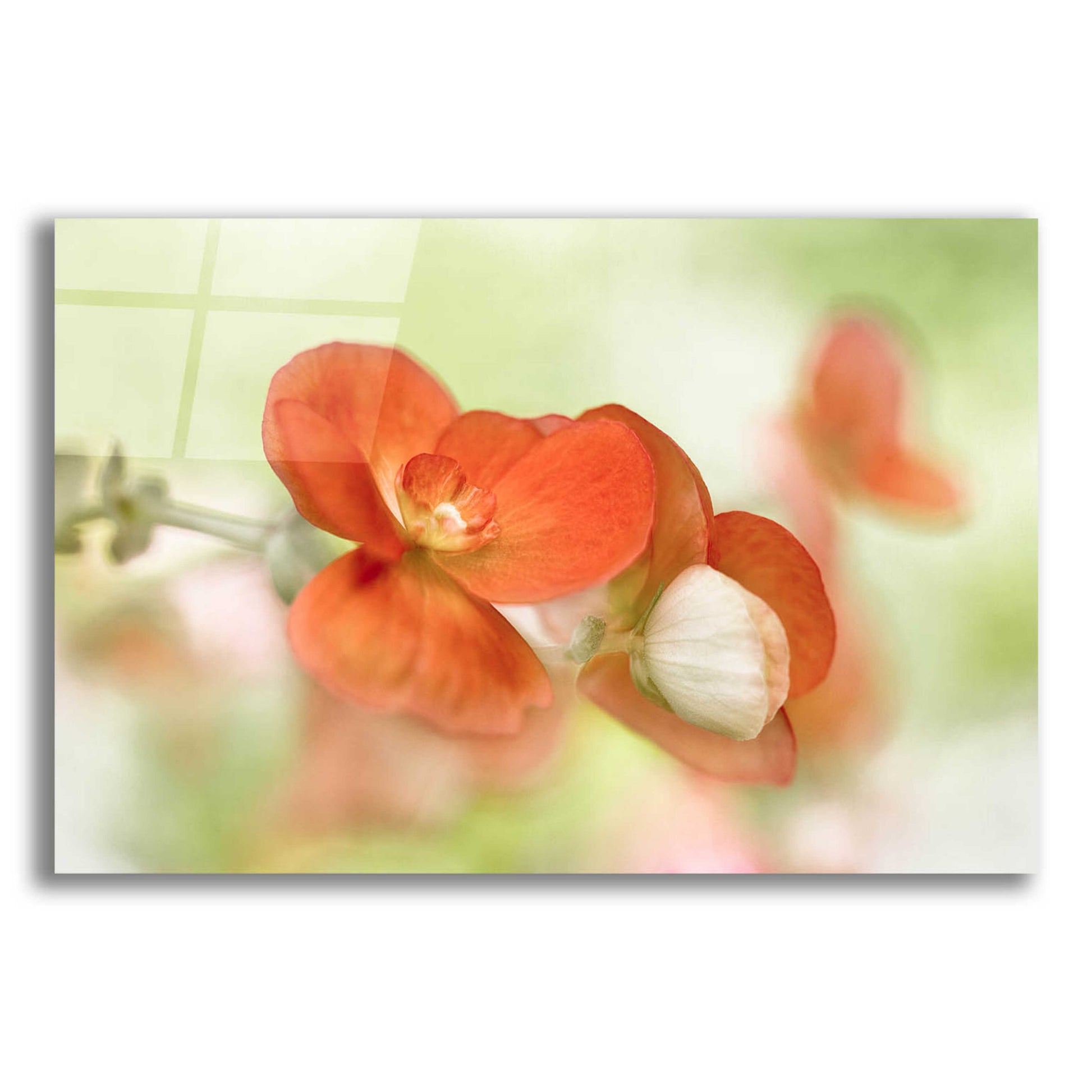 Epic Art 'Summer Glow' by Mandy Disher, Acrylic Glass Wall Art,24x16