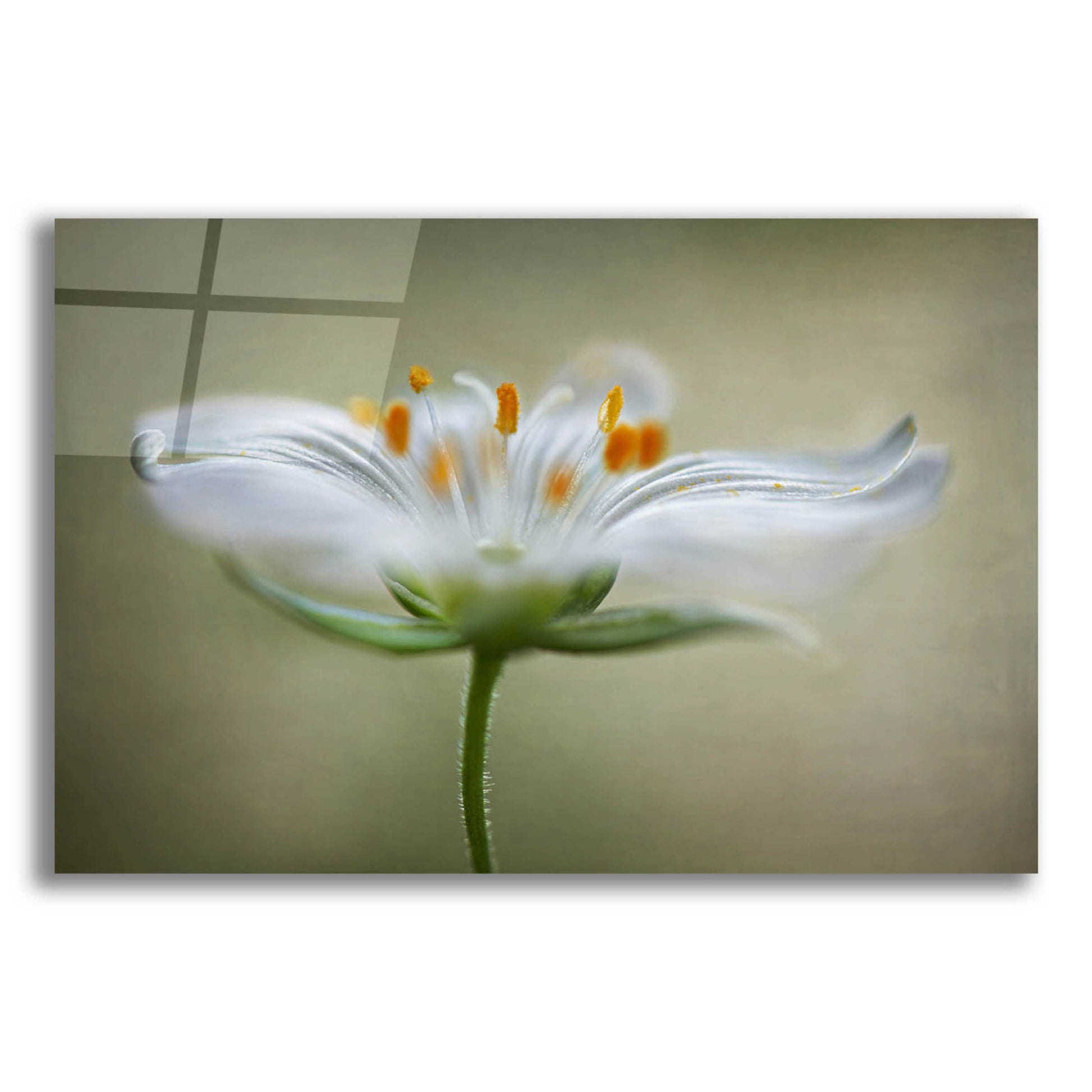 Epic Art 'Summer Swirl' by Mandy Disher, Acrylic Glass Wall Art