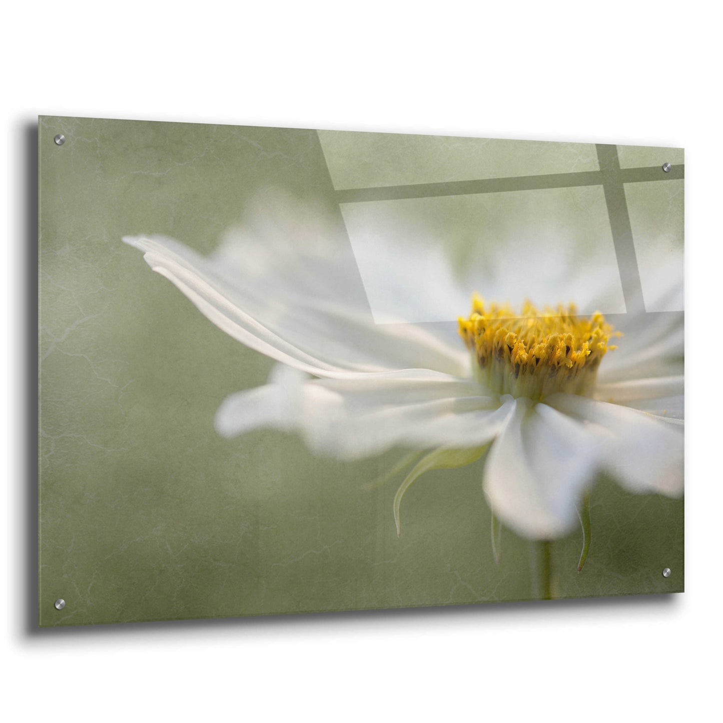 Epic Art 'Whisper' by Mandy Disher, Acrylic Glass Wall Art,36x24