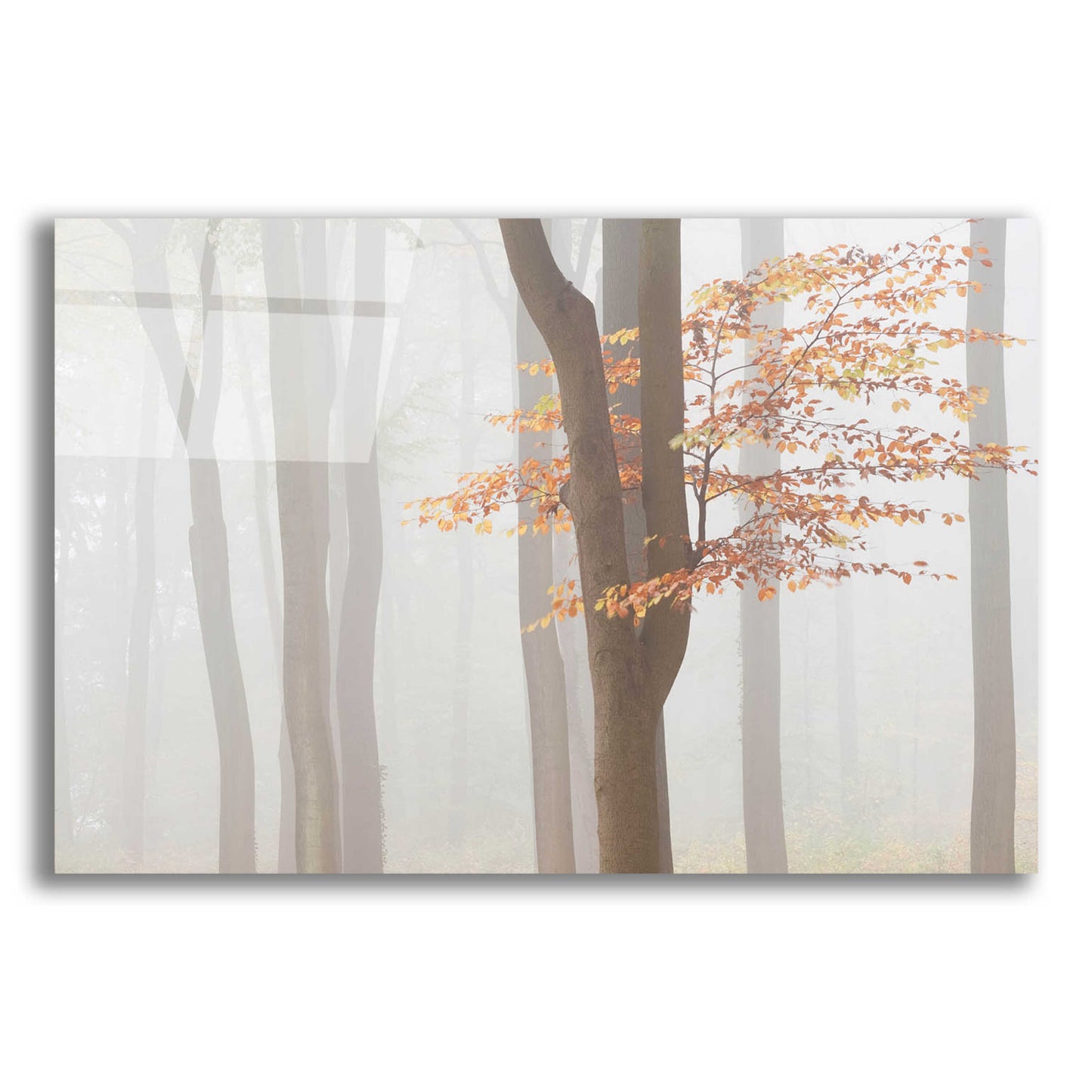 Epic Art 'Arnhem Park Zypendaal' by Wilco Dragt, Acrylic Glass Wall Art