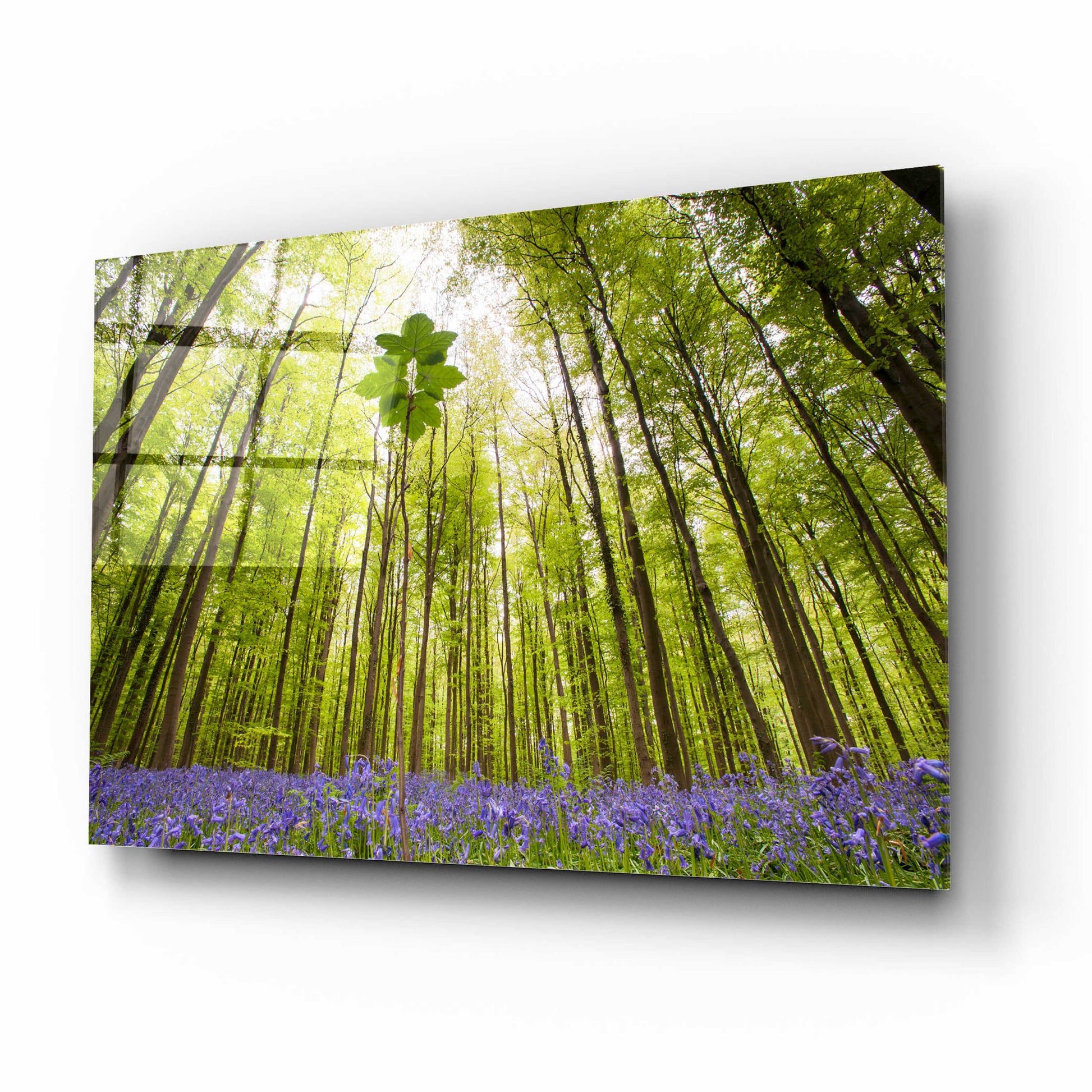 Epic Art 'Hallerbos' by Wilco Dragt, Acrylic Glass Wall Art,16x12