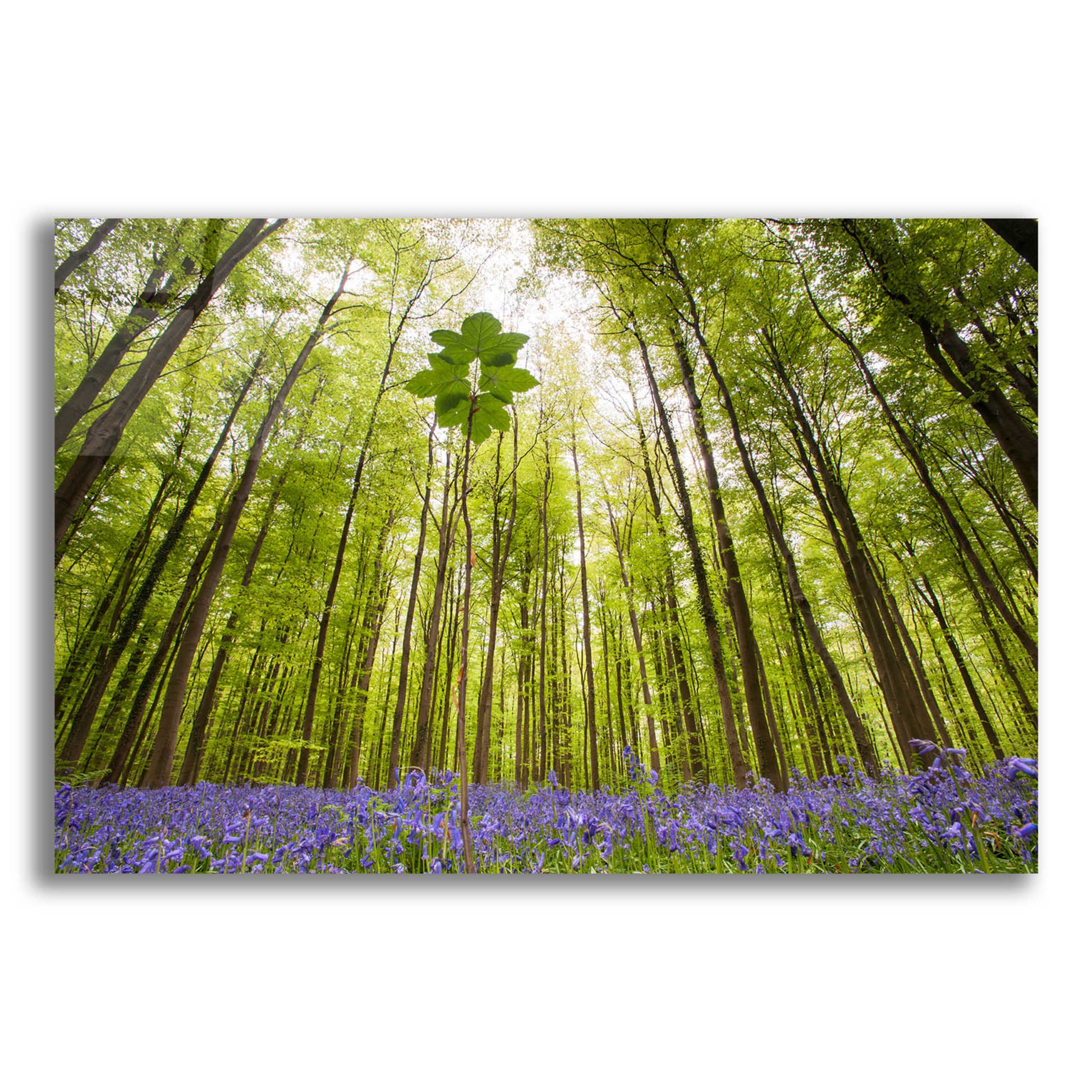 Epic Art 'Hallerbos' by Wilco Dragt, Acrylic Glass Wall Art,24x16