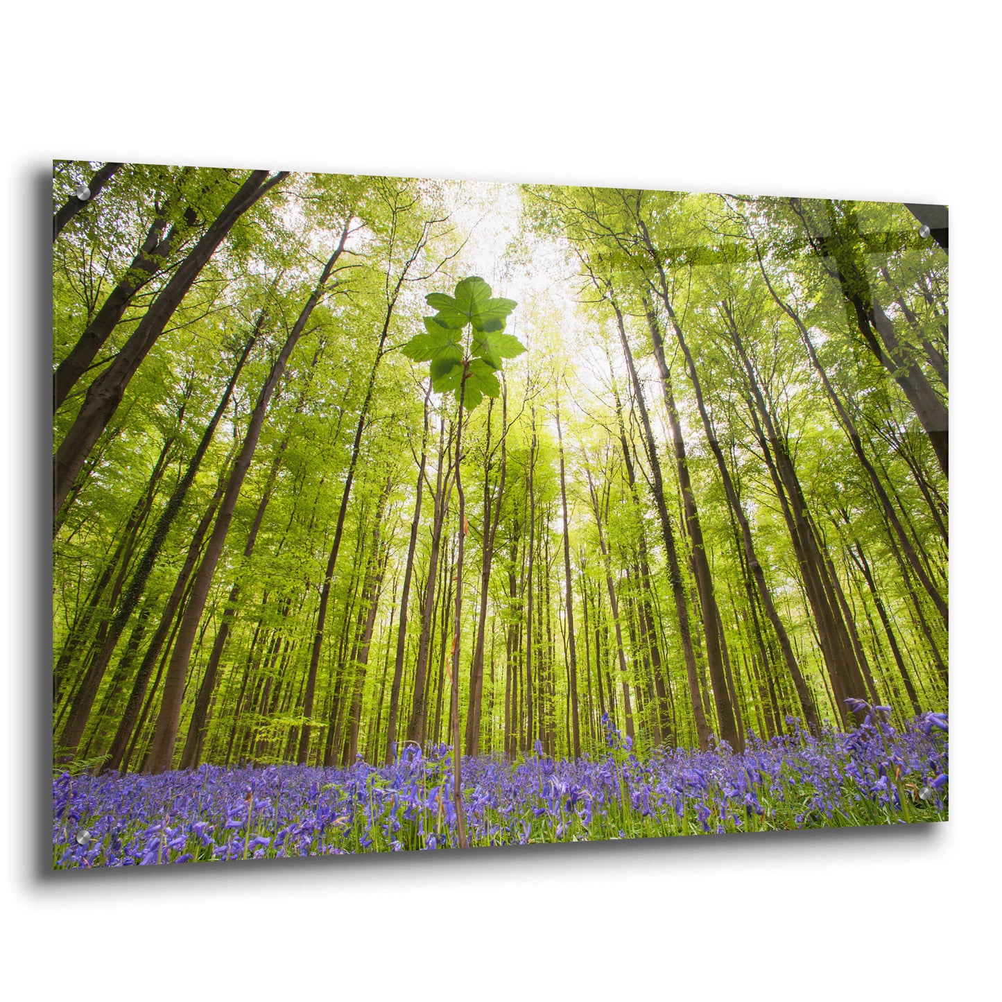 Epic Art 'Hallerbos' by Wilco Dragt, Acrylic Glass Wall Art,36x24