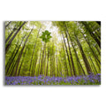Epic Art 'Hallerbos' by Wilco Dragt, Acrylic Glass Wall Art