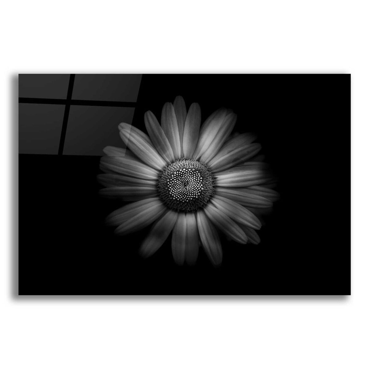Backyard Flowers In Black And White 31 by Brian Carson acrylic glass wall art