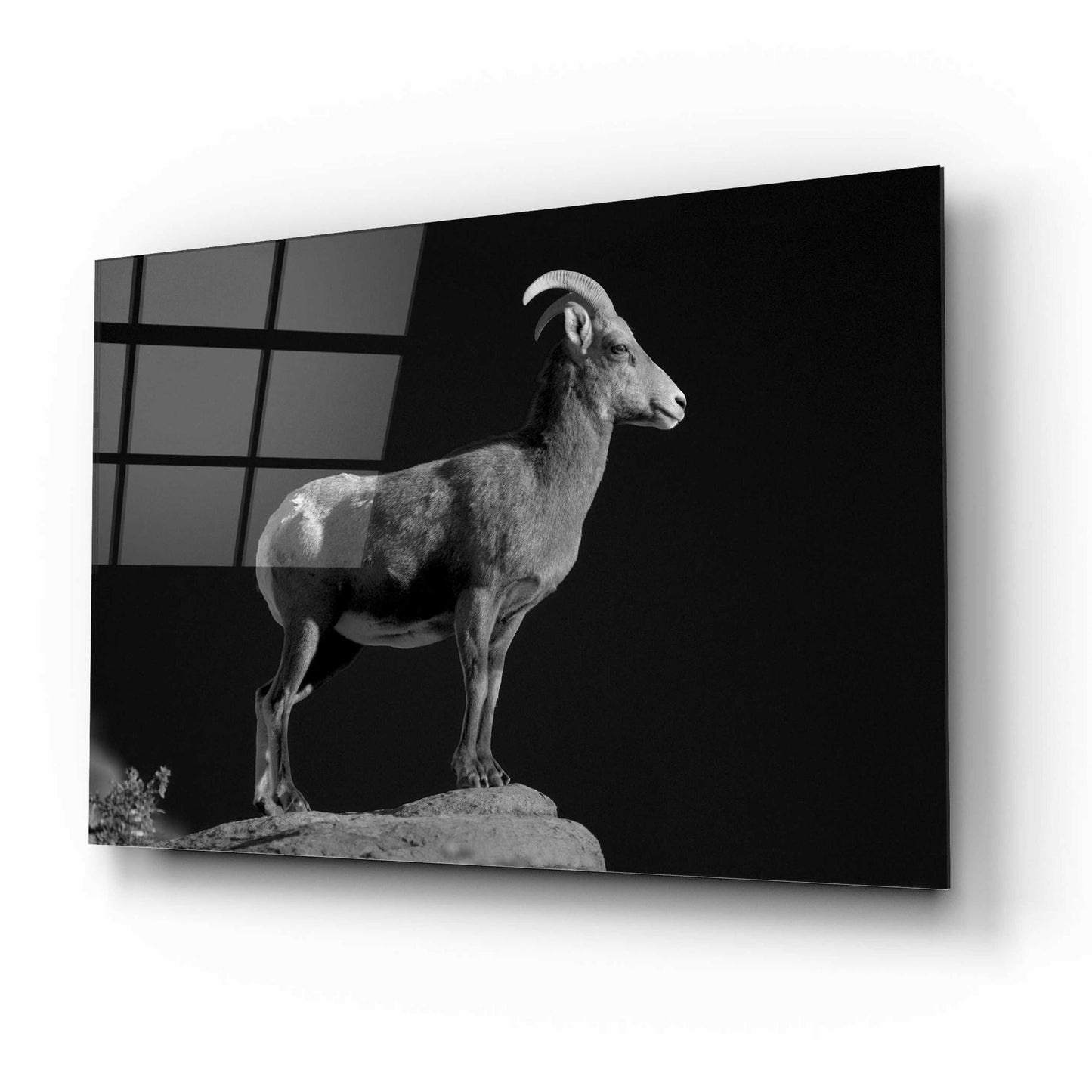 Epic Art 'Bighorn Portrait Cf' by Thomas Haney, Acrylic Glass Wall Art,16x12