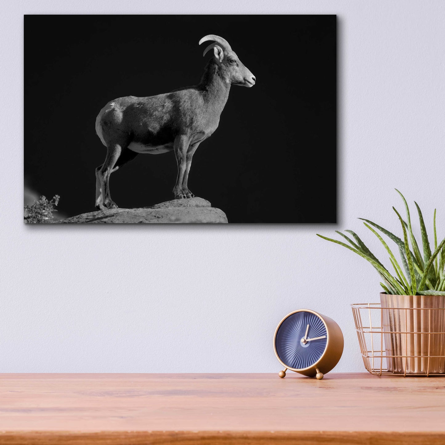 Epic Art 'Bighorn Portrait Cf' by Thomas Haney, Acrylic Glass Wall Art,16x12