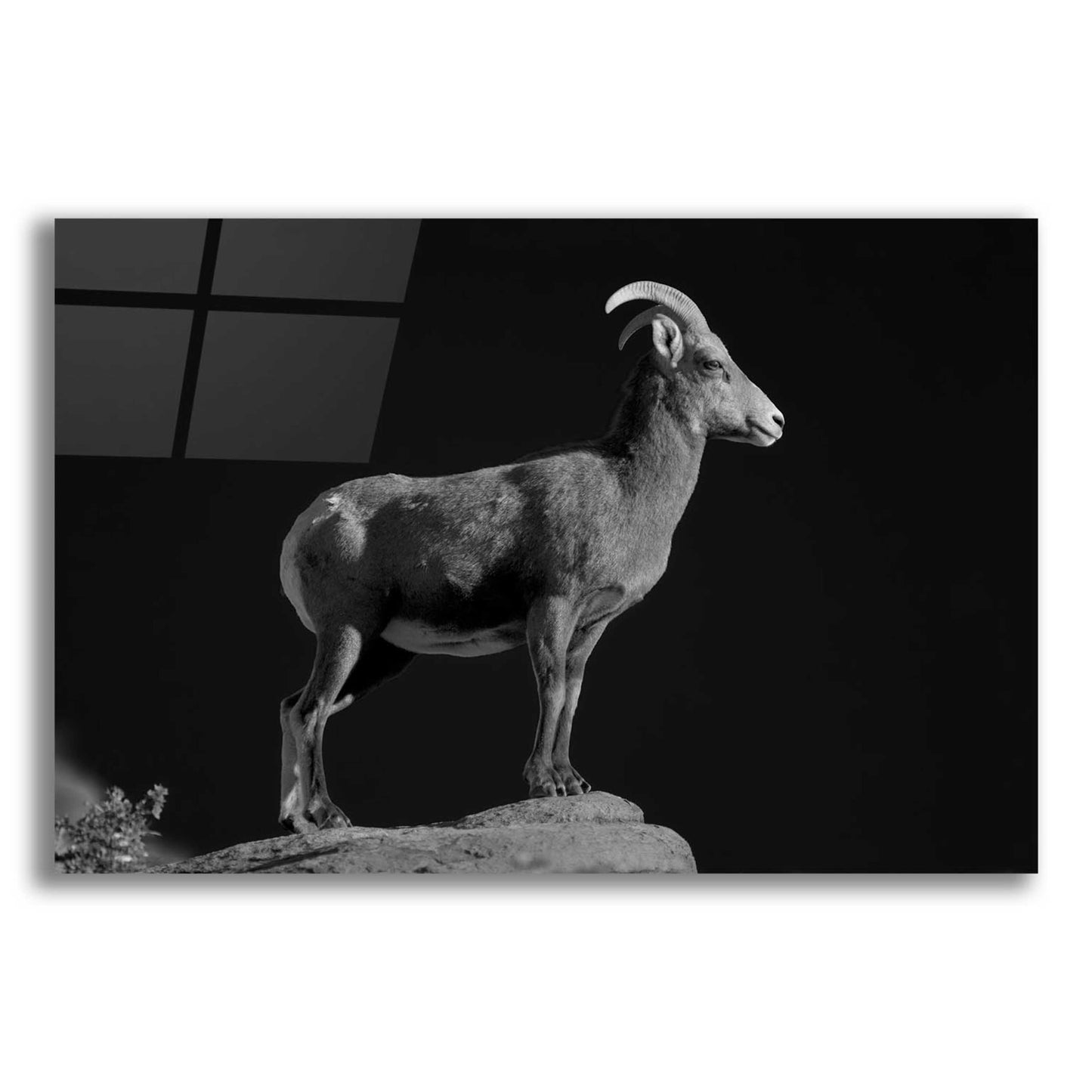 Epic Art 'Bighorn Portrait Cf' by Thomas Haney, Acrylic Glass Wall Art,16x12