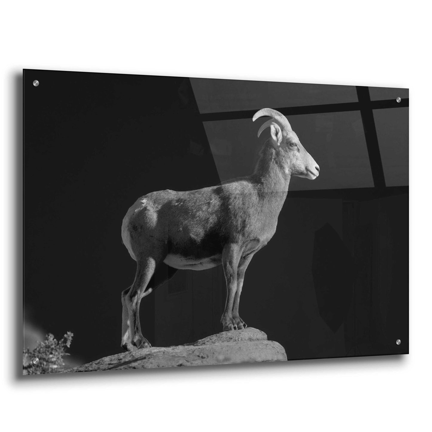 Epic Art 'Bighorn Portrait Cf' by Thomas Haney, Acrylic Glass Wall Art,36x24