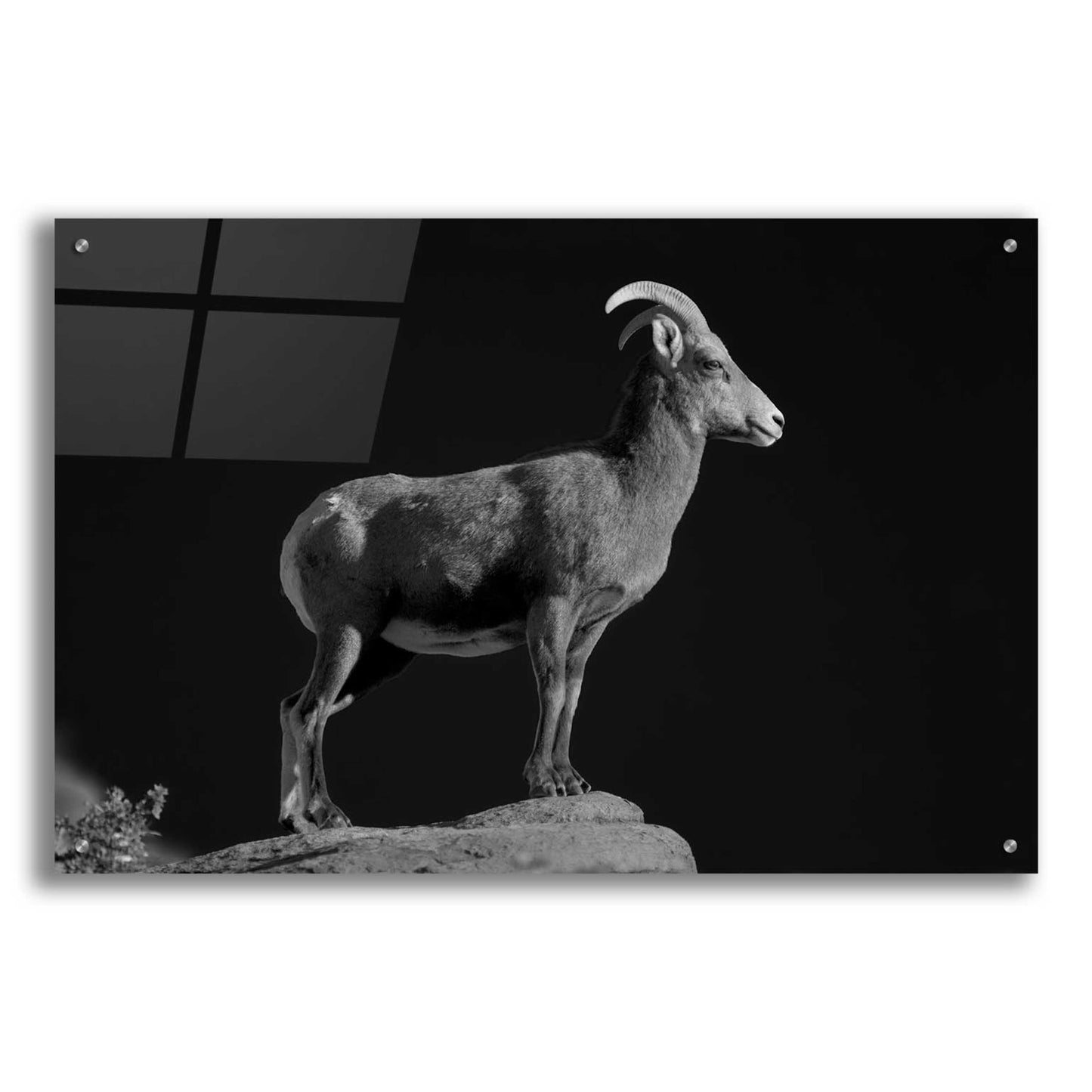 Epic Art 'Bighorn Portrait Cf' by Thomas Haney, Acrylic Glass Wall Art,36x24