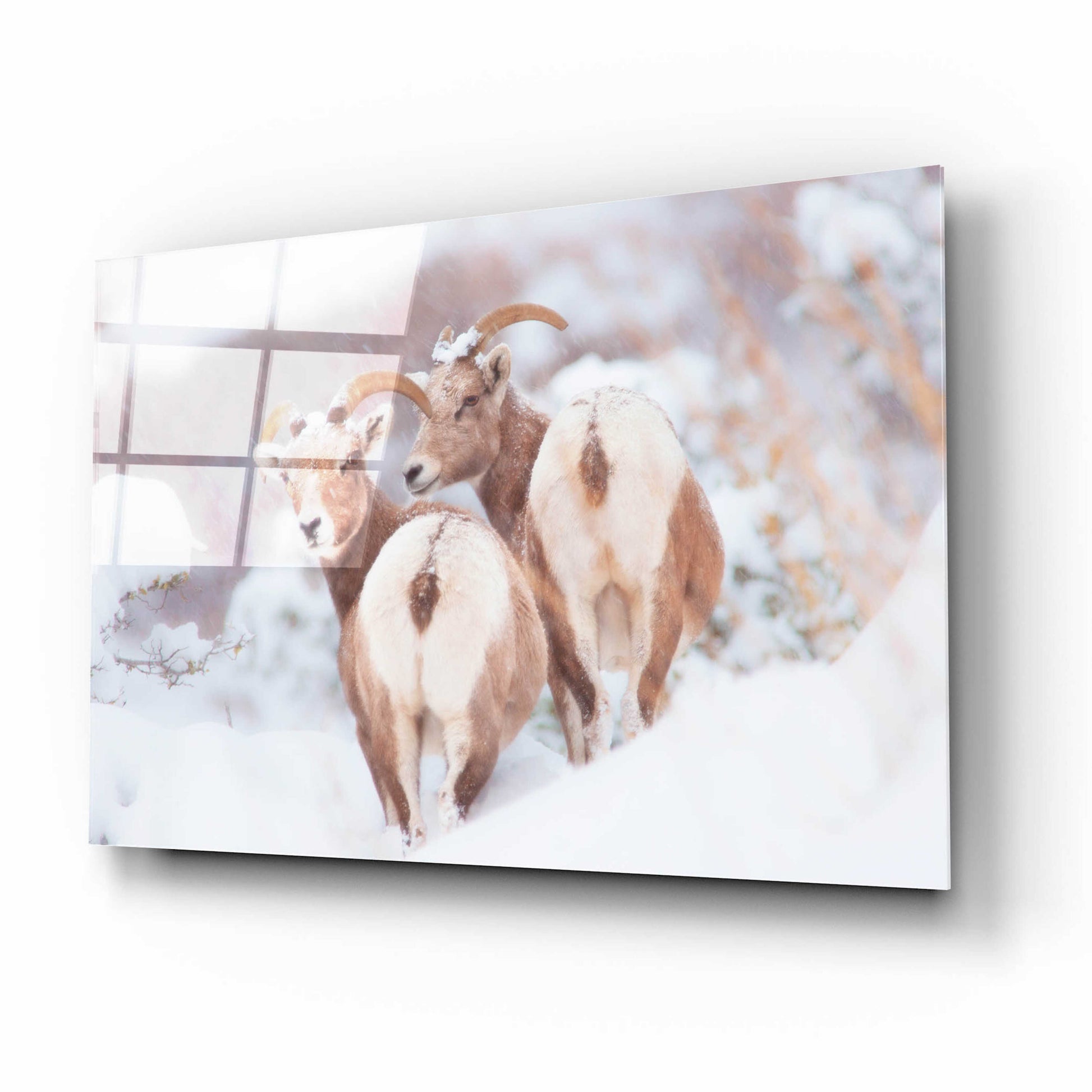 Epic Art 'Bighorns Two' by Thomas Haney, Acrylic Glass Wall Art,16x12