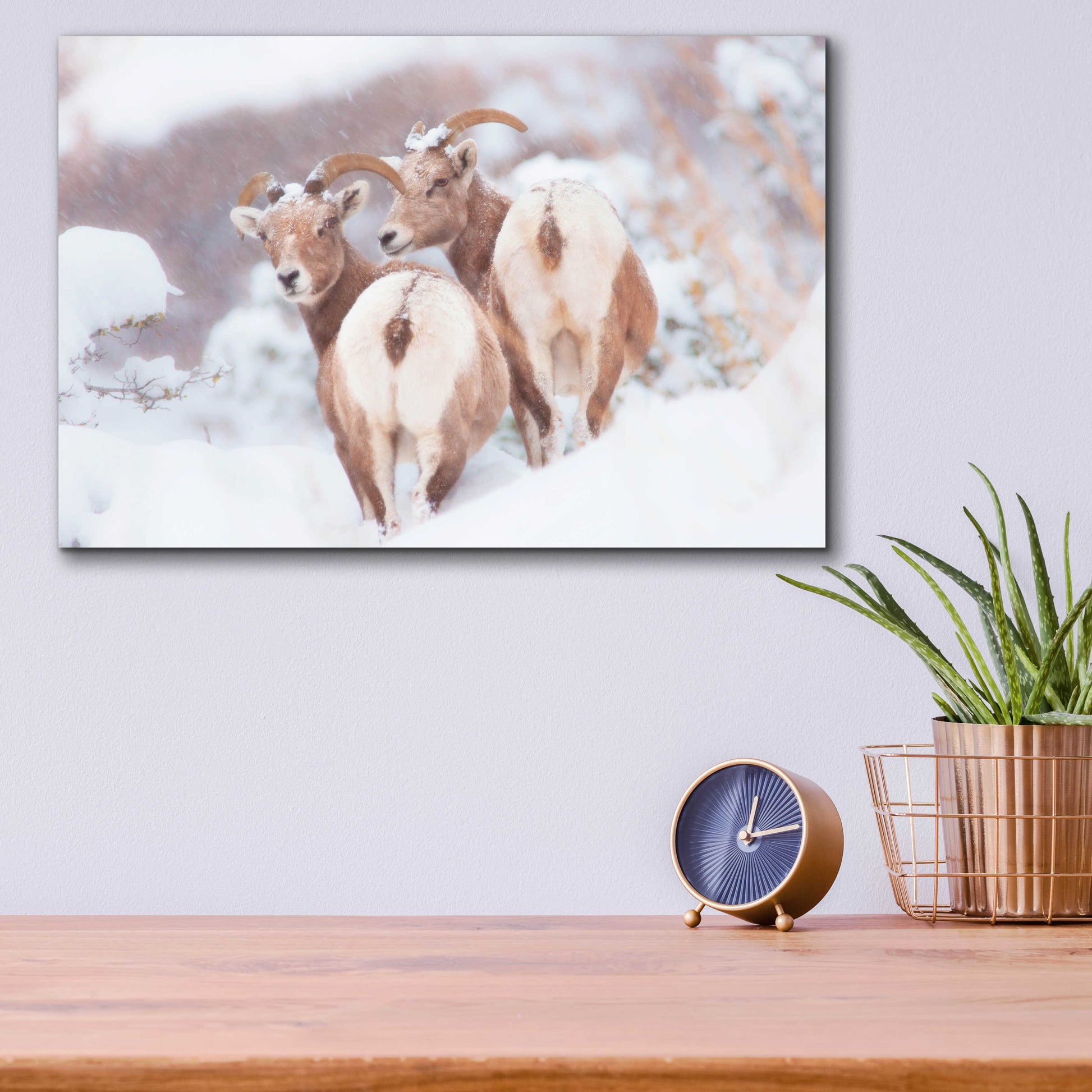 Epic Art 'Bighorns Two' by Thomas Haney, Acrylic Glass Wall Art,16x12